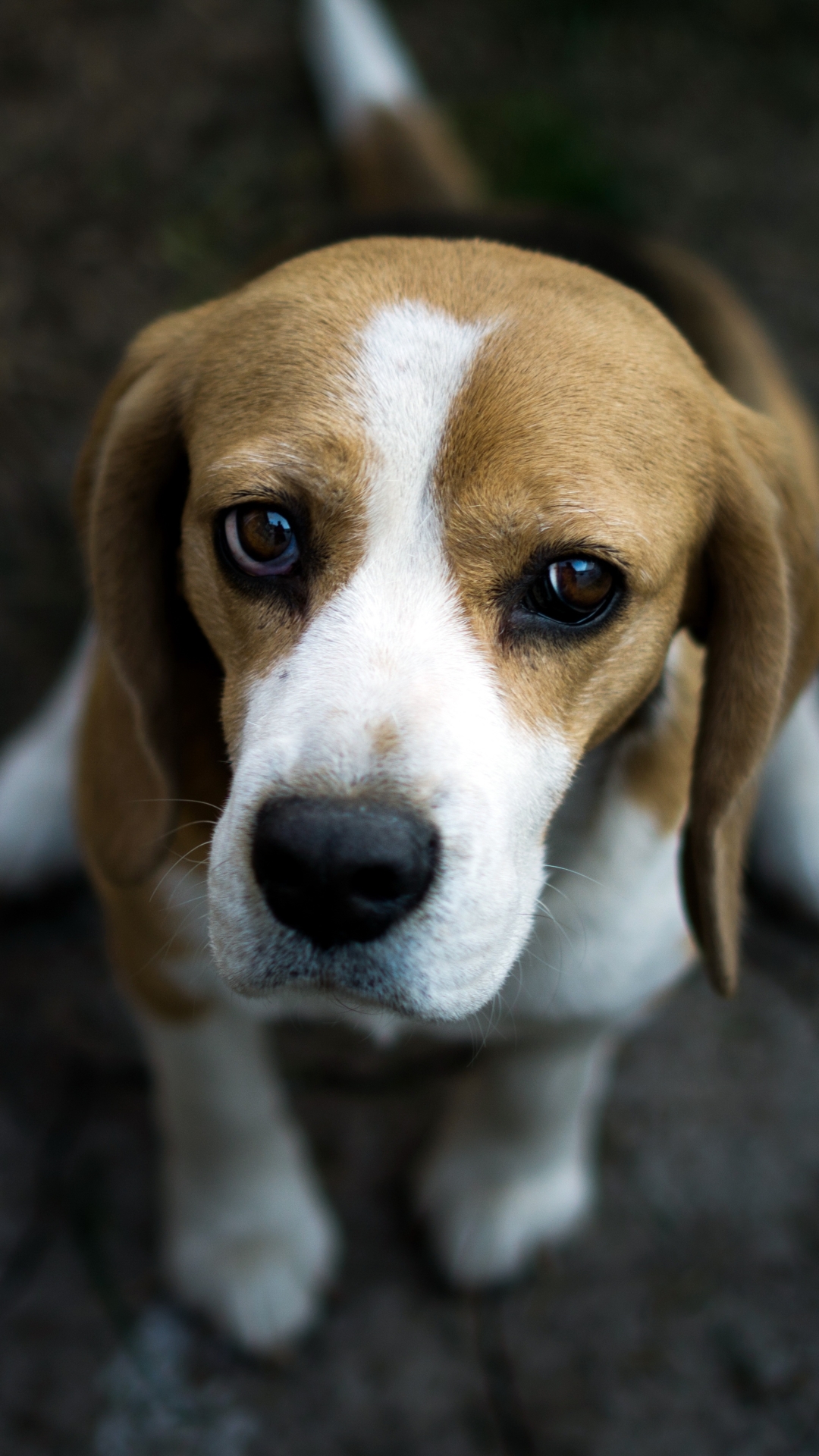 Download mobile wallpaper Dogs, Dog, Muzzle, Animal, Beagle for free.