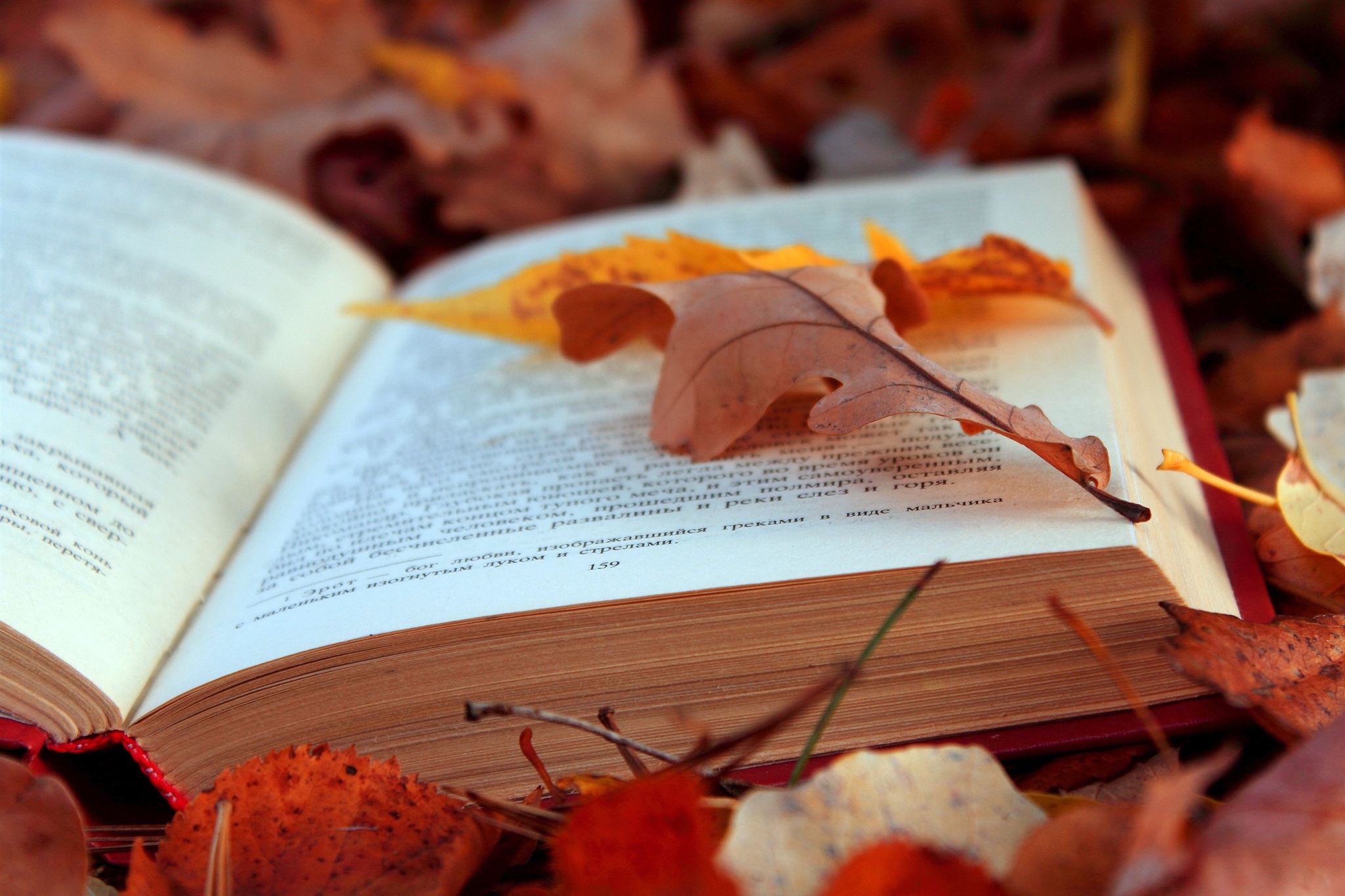 63310 скачать картинку осень, листья, разное, текст, листва, книга, страницы - обои и заставки бесплатно