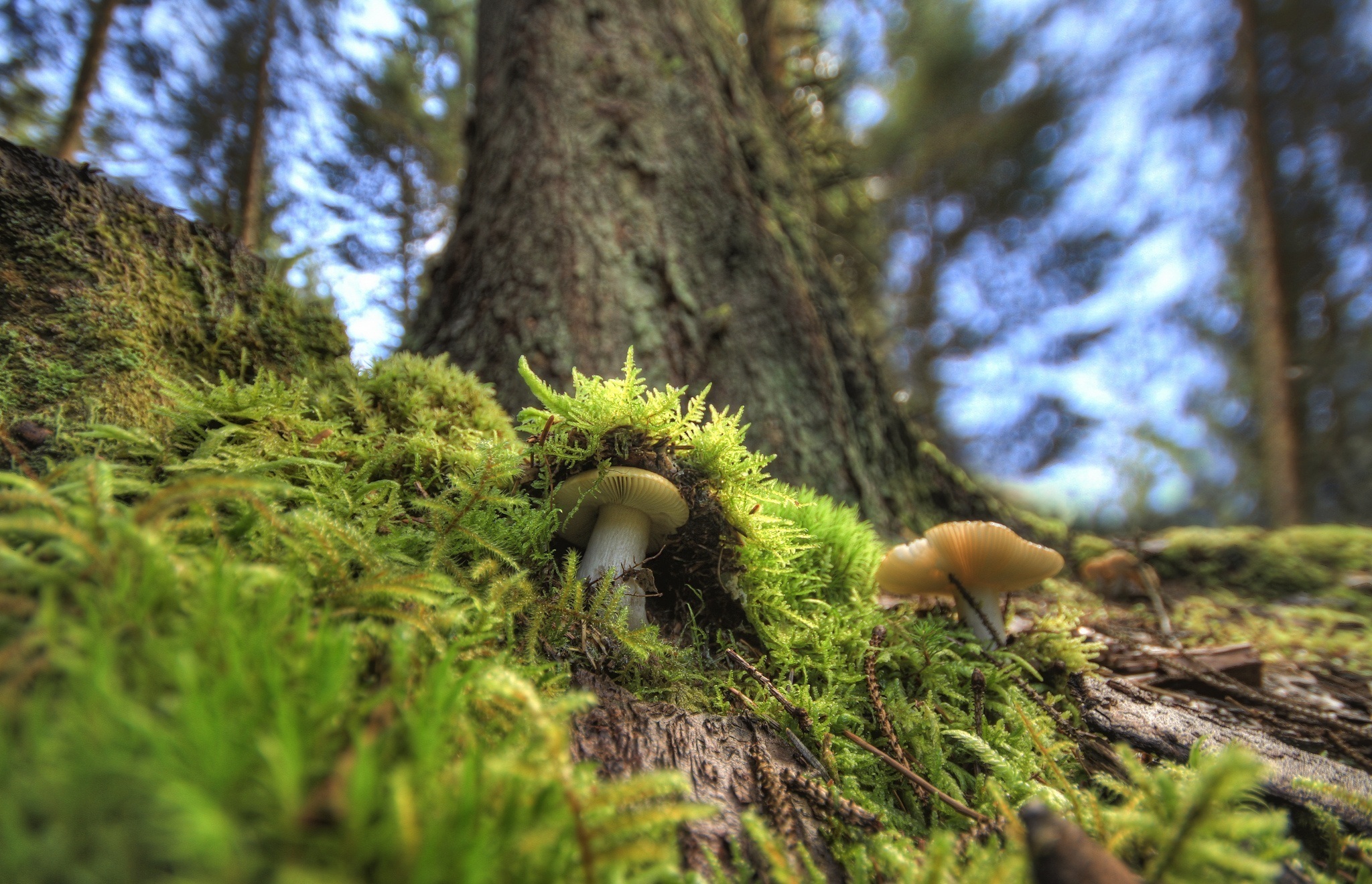 Descarga gratuita de fondo de pantalla para móvil de Naturaleza, Champiñón, Musgo, Tierra/naturaleza.