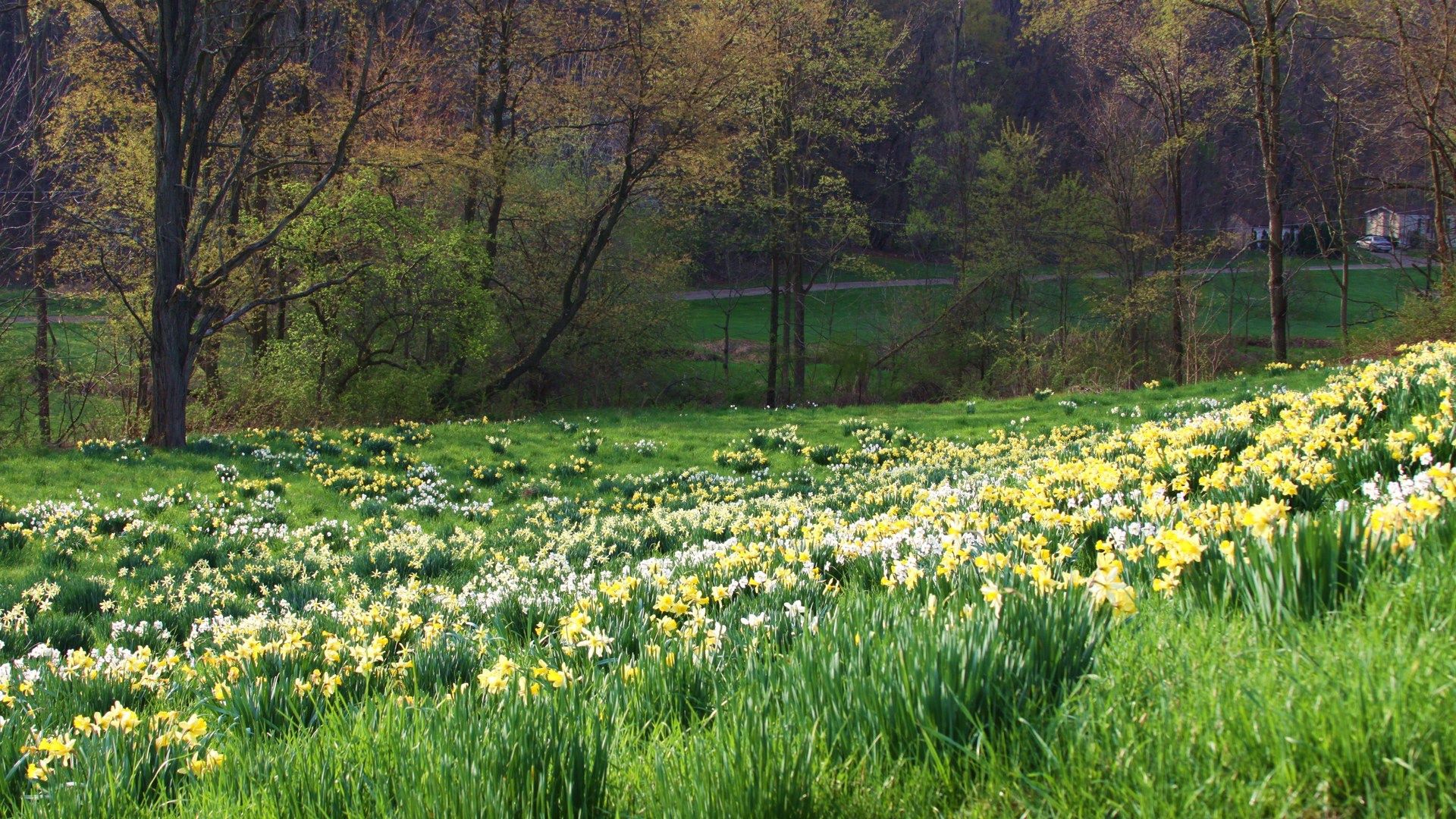 Завантажити шпалери безкоштовно Природа, Трава, Квіти, Весна картинка на робочий стіл ПК