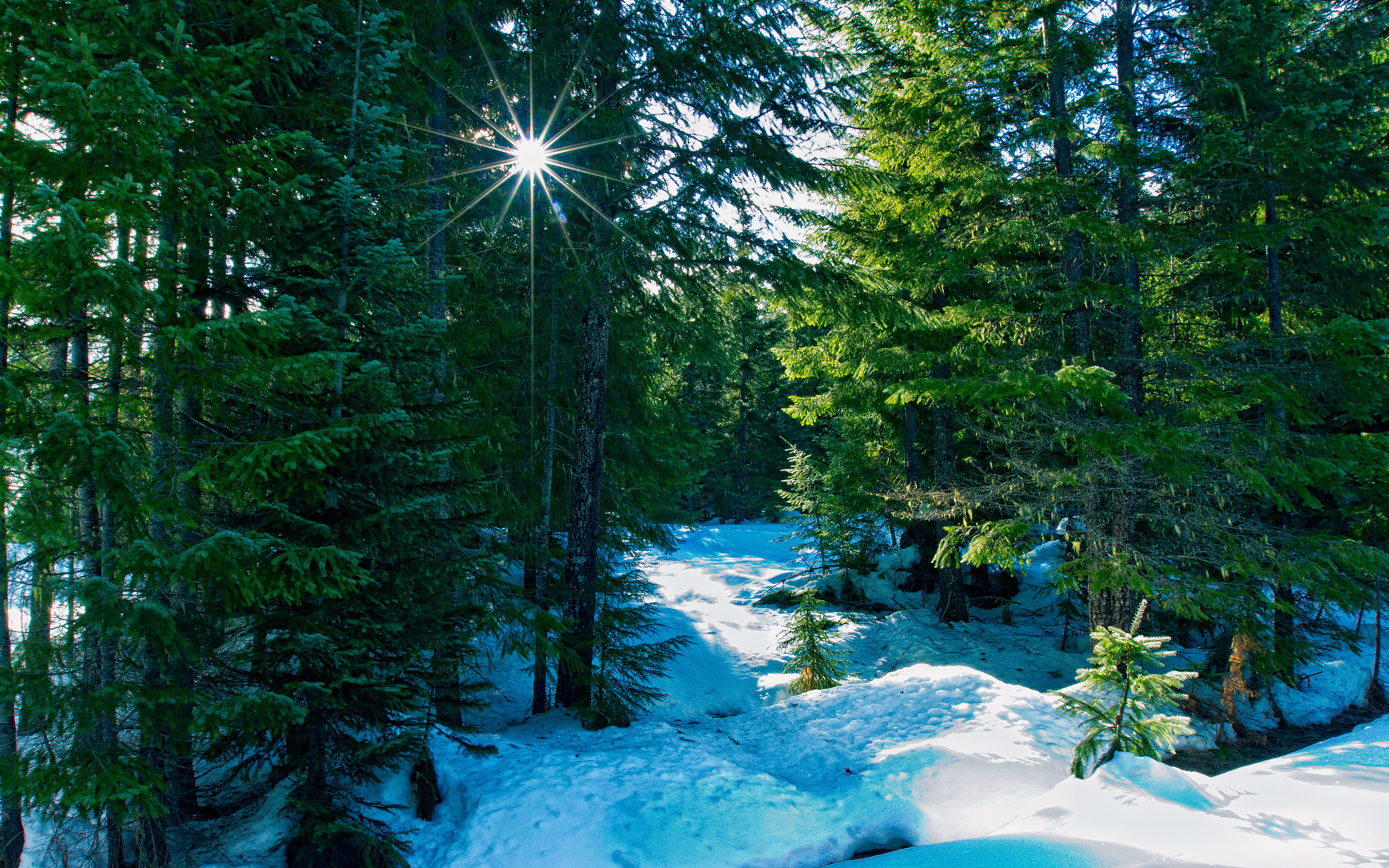 Free download wallpaper Landscape, Trees, Snow, Fir Trees, Winter on your PC desktop