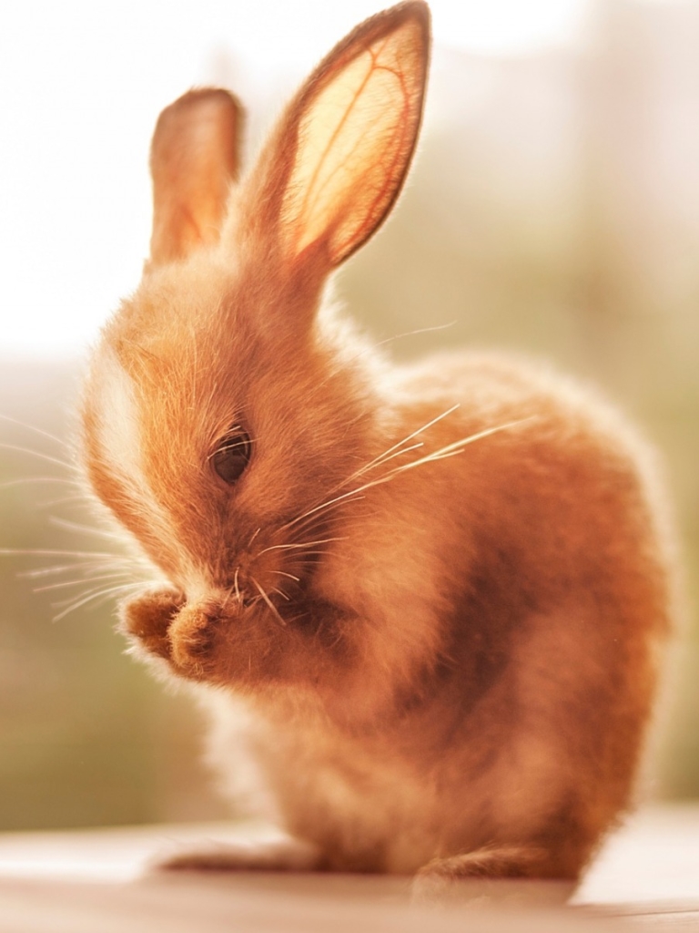 Descarga gratuita de fondo de pantalla para móvil de Animales, Conejo.