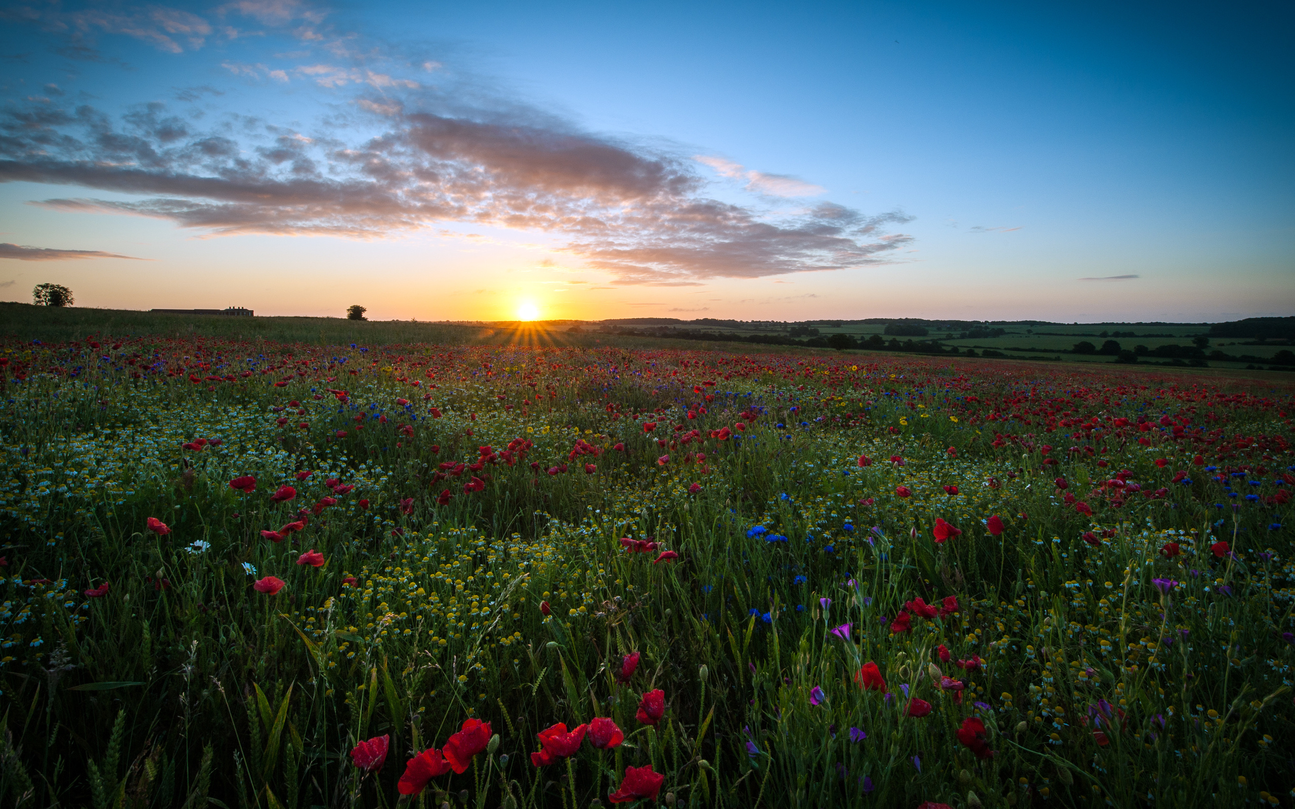 Free download wallpaper Landscape, Nature, Flowers, Sunset, Sky, Flower, Sunrise, Earth, Field, Cloud, Poppy, Scenic on your PC desktop