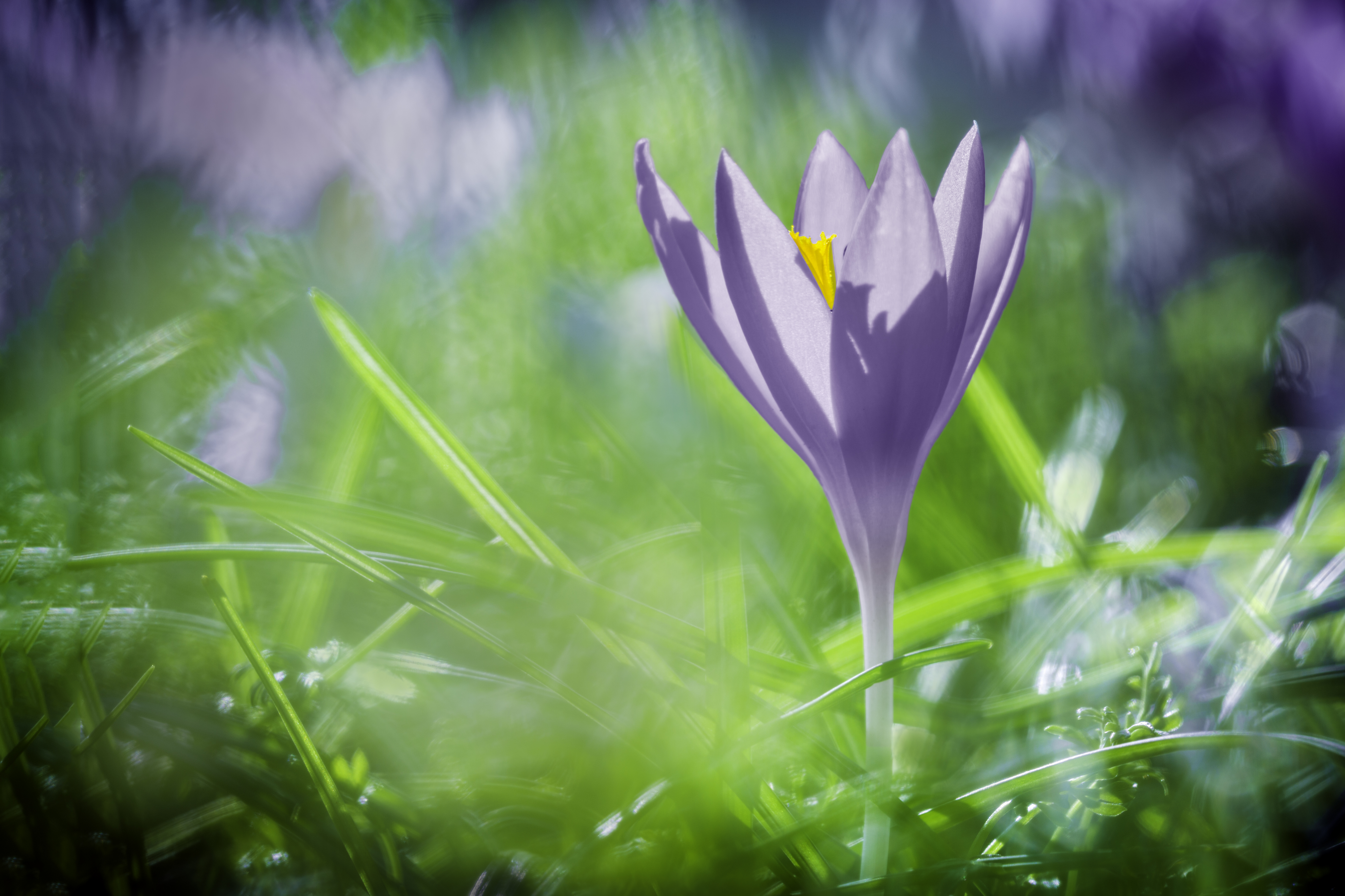 Download mobile wallpaper Nature, Flowers, Flower, Earth, Spring, Crocus for free.