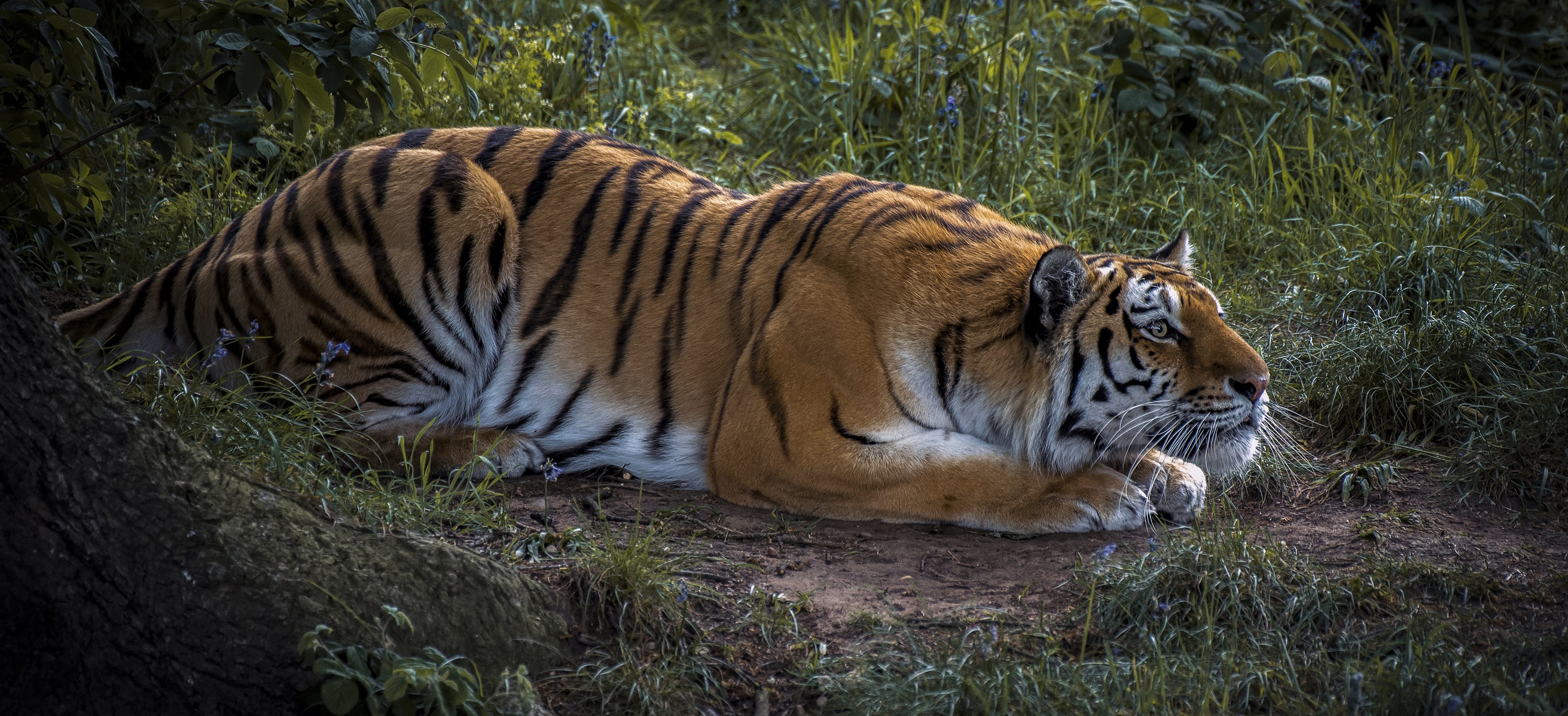 Descarga gratuita de fondo de pantalla para móvil de Animales, Gatos, Tigre.