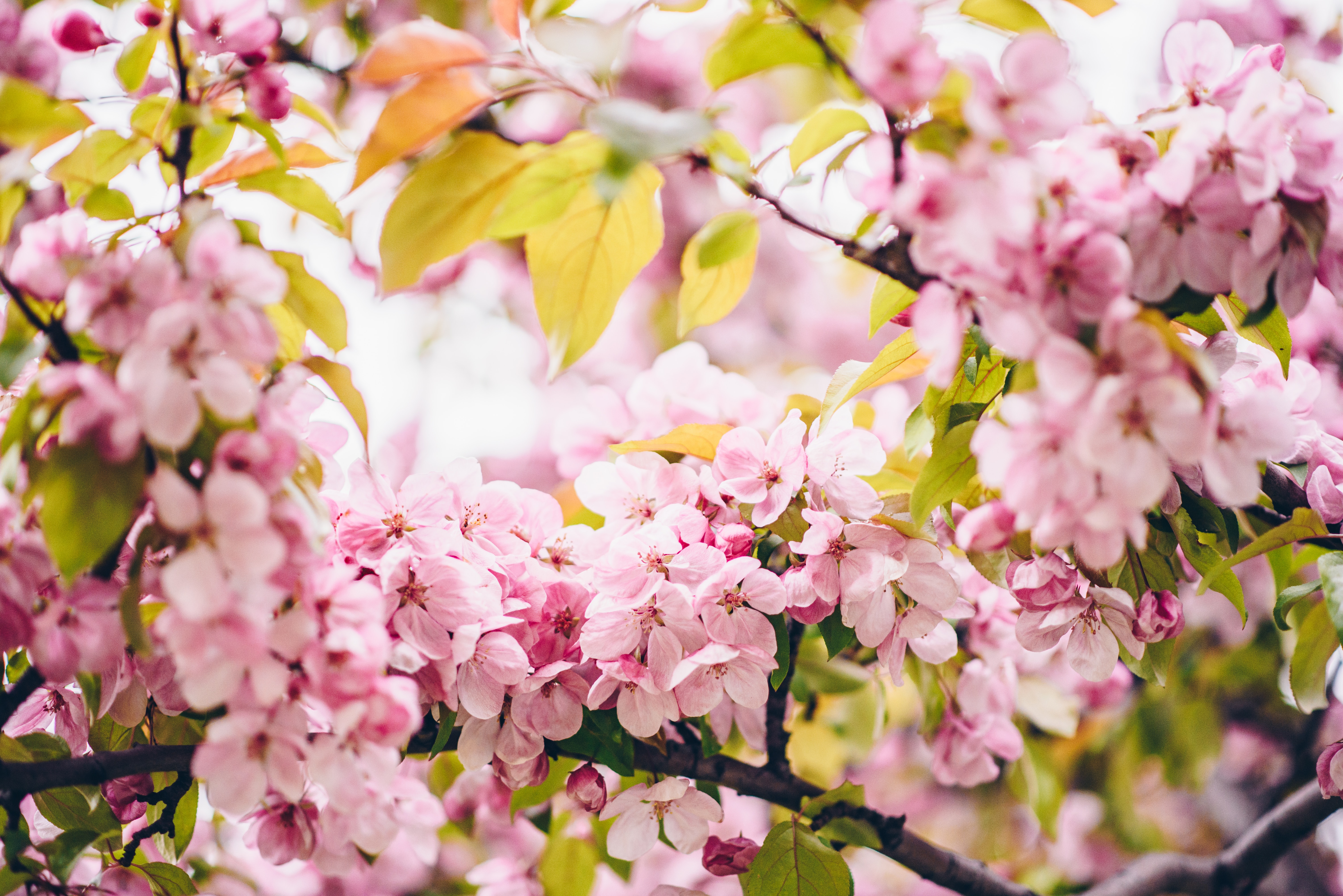 106094 descargar fondo de pantalla flores, rosa, sucursales, ramas, florecer, floración, rosado, primavera: protectores de pantalla e imágenes gratis