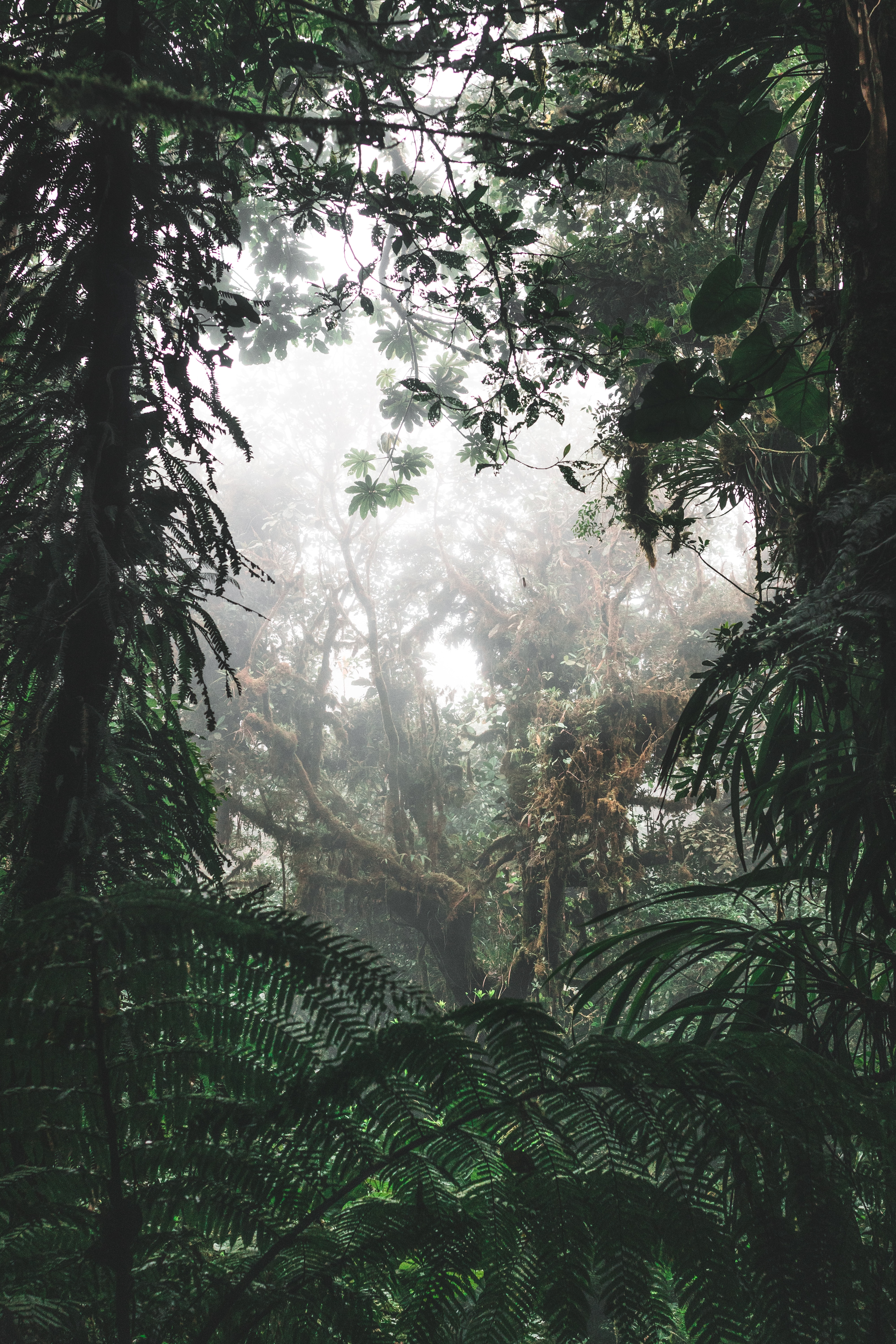 79552 скачать обои тропики, джунгли, природа, деревья, кусты, лес, туман - заставки и картинки бесплатно