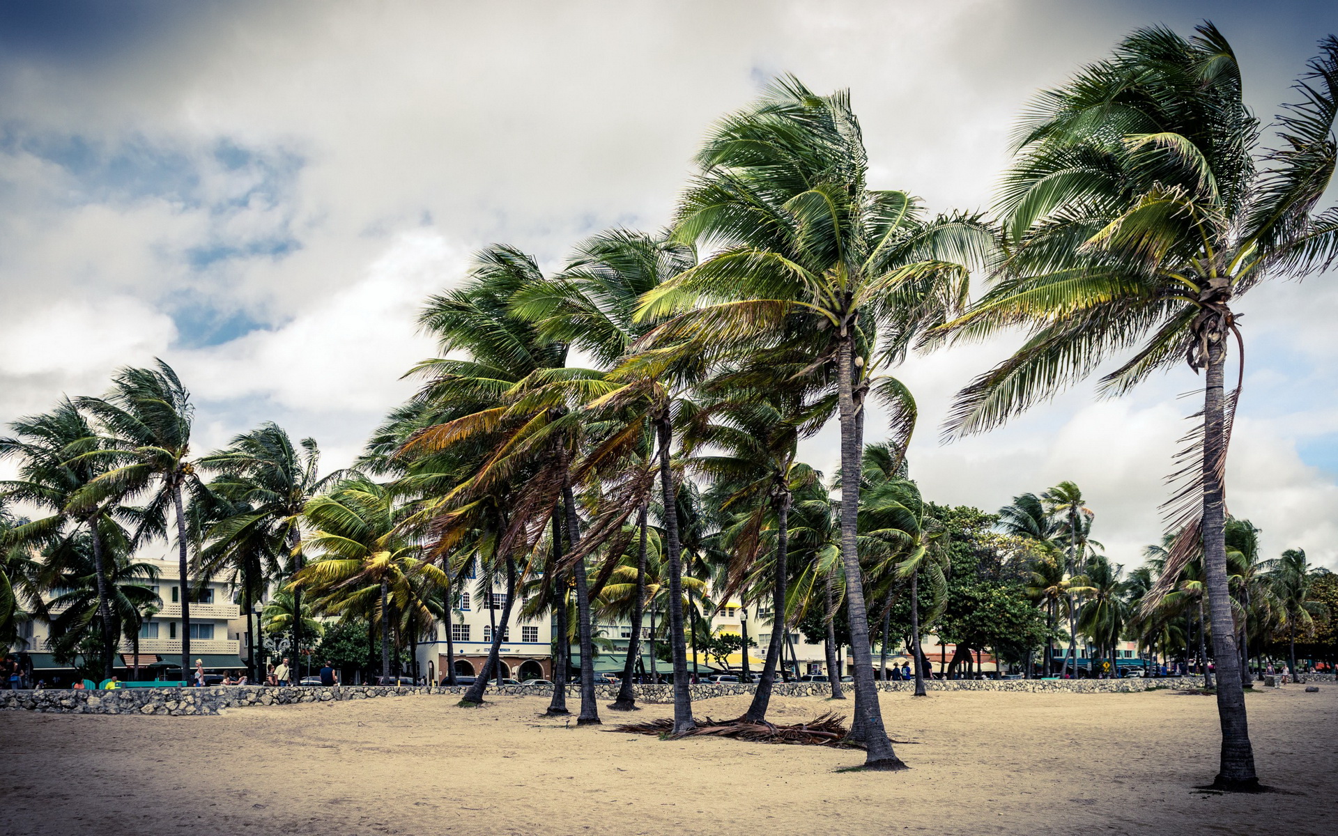 Скачать картинку Пляж, Пальмы, Дерево, Фотографии в телефон бесплатно.