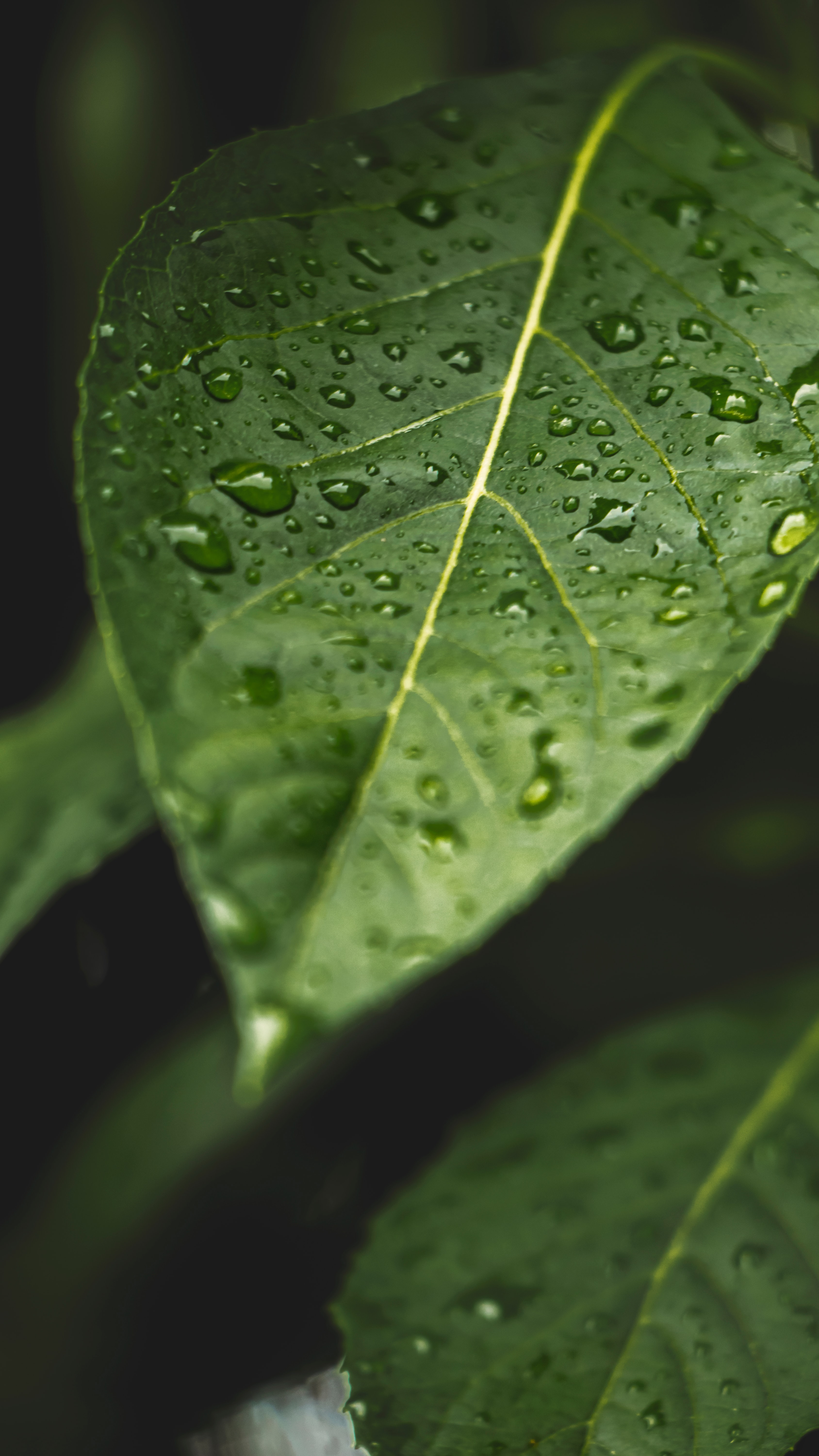 sheet, drops, macro, wet, leaf