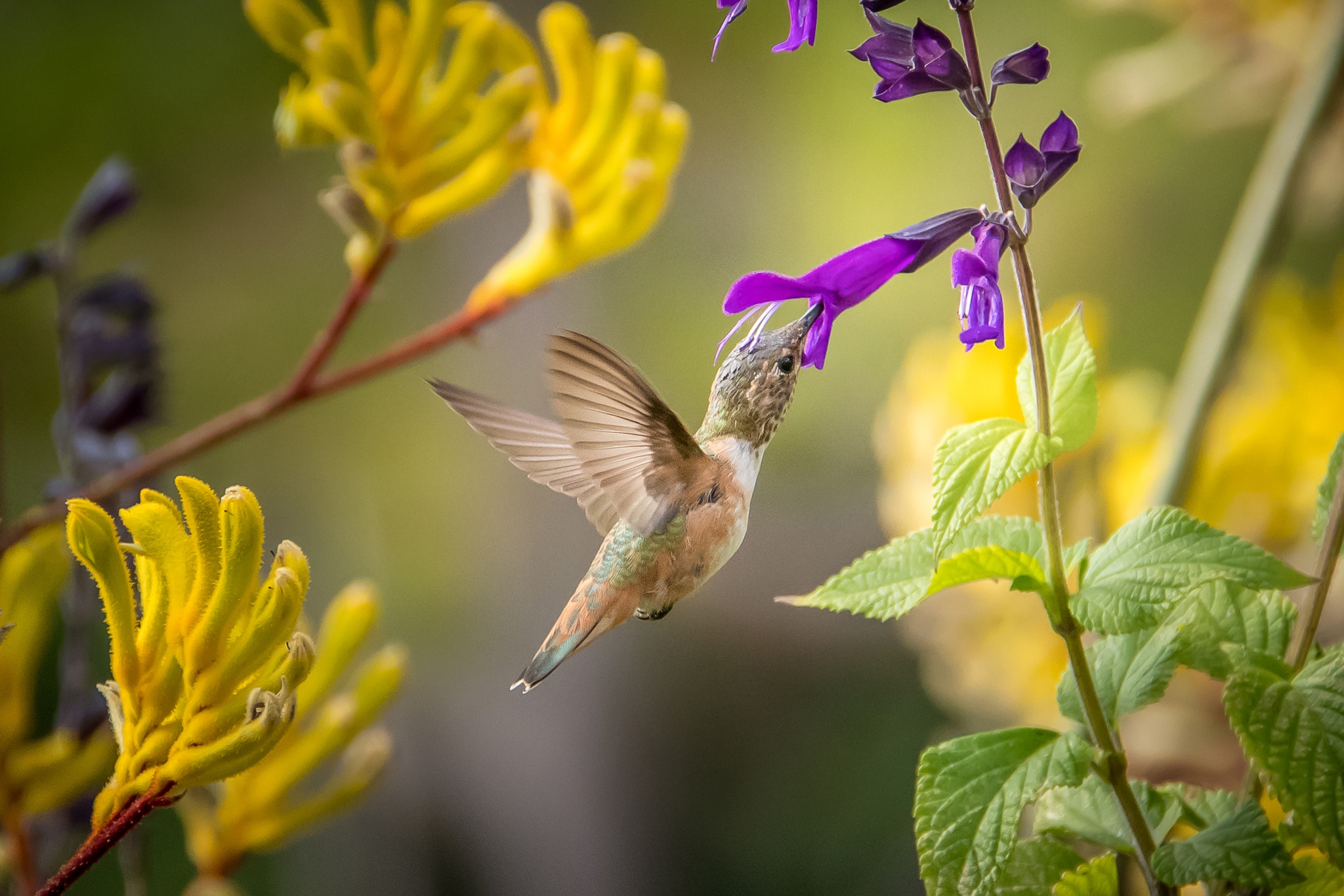 Descarga gratis la imagen Animales, Flor, De Cerca, Aves, Ave, Colibrí en el escritorio de tu PC