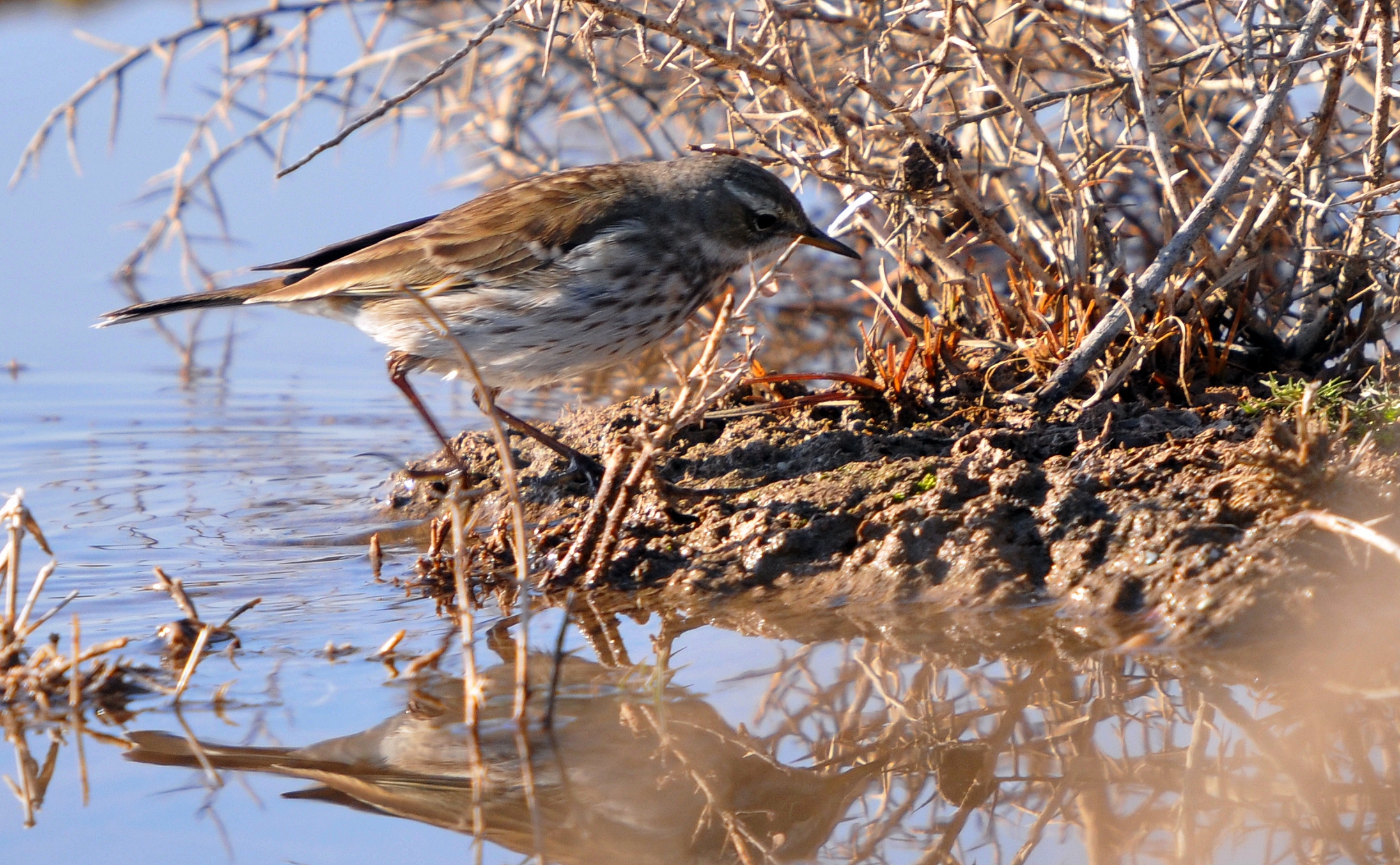 Laden Sie das Tiere, Vögel, Vogel-Bild kostenlos auf Ihren PC-Desktop herunter