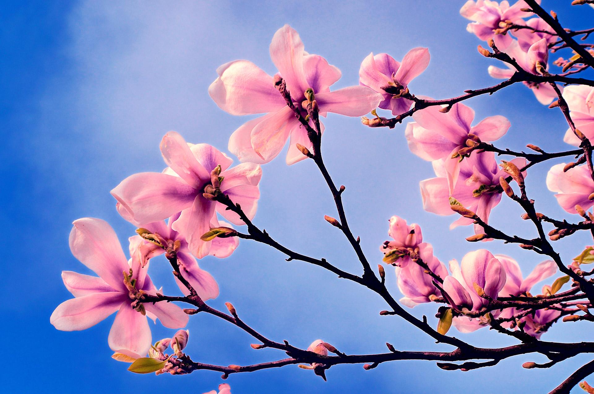 Download mobile wallpaper Flowers, Flower, Branch, Earth, Spring, Blossom, Pink Flower for free.