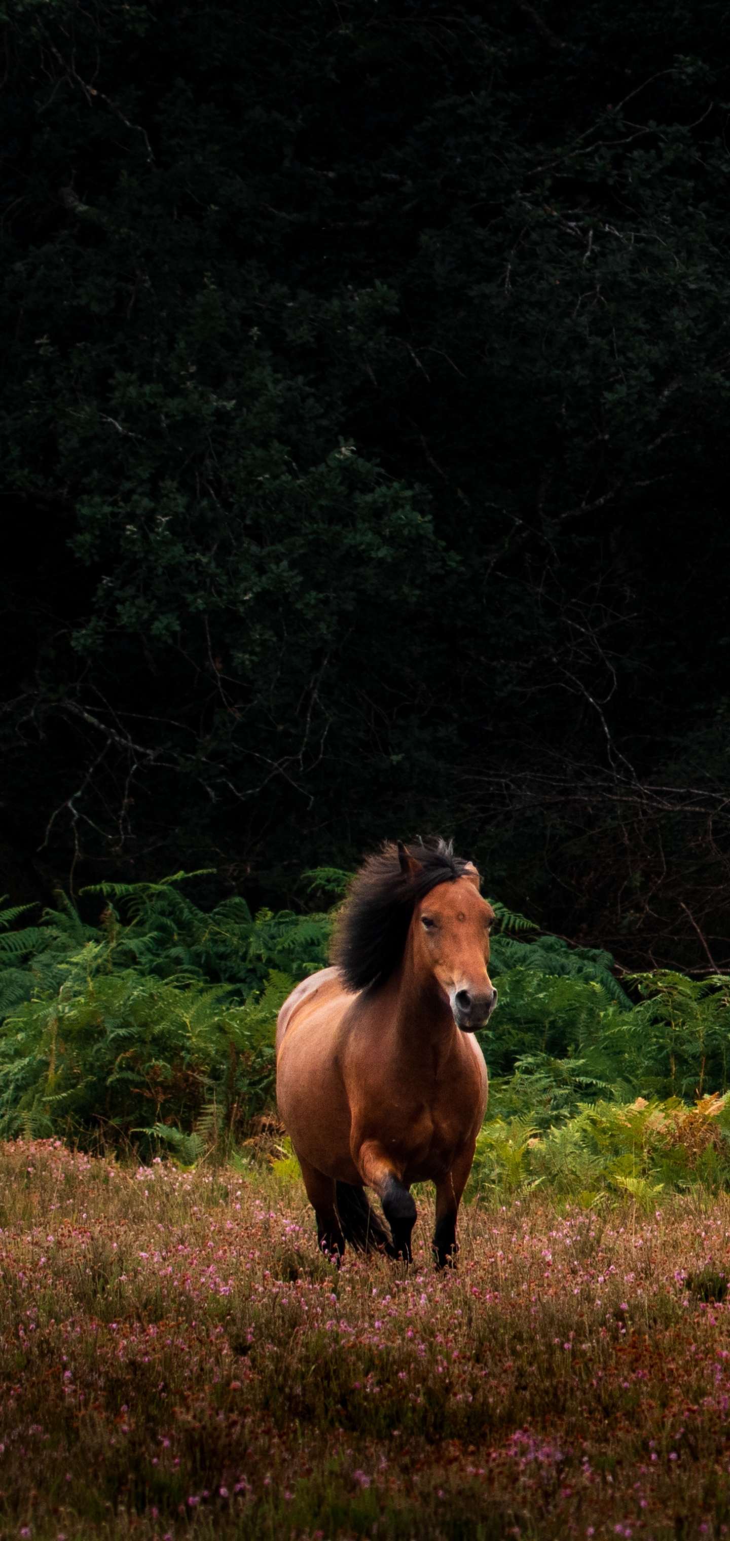 Handy-Wallpaper Tiere, Hauspferd kostenlos herunterladen.