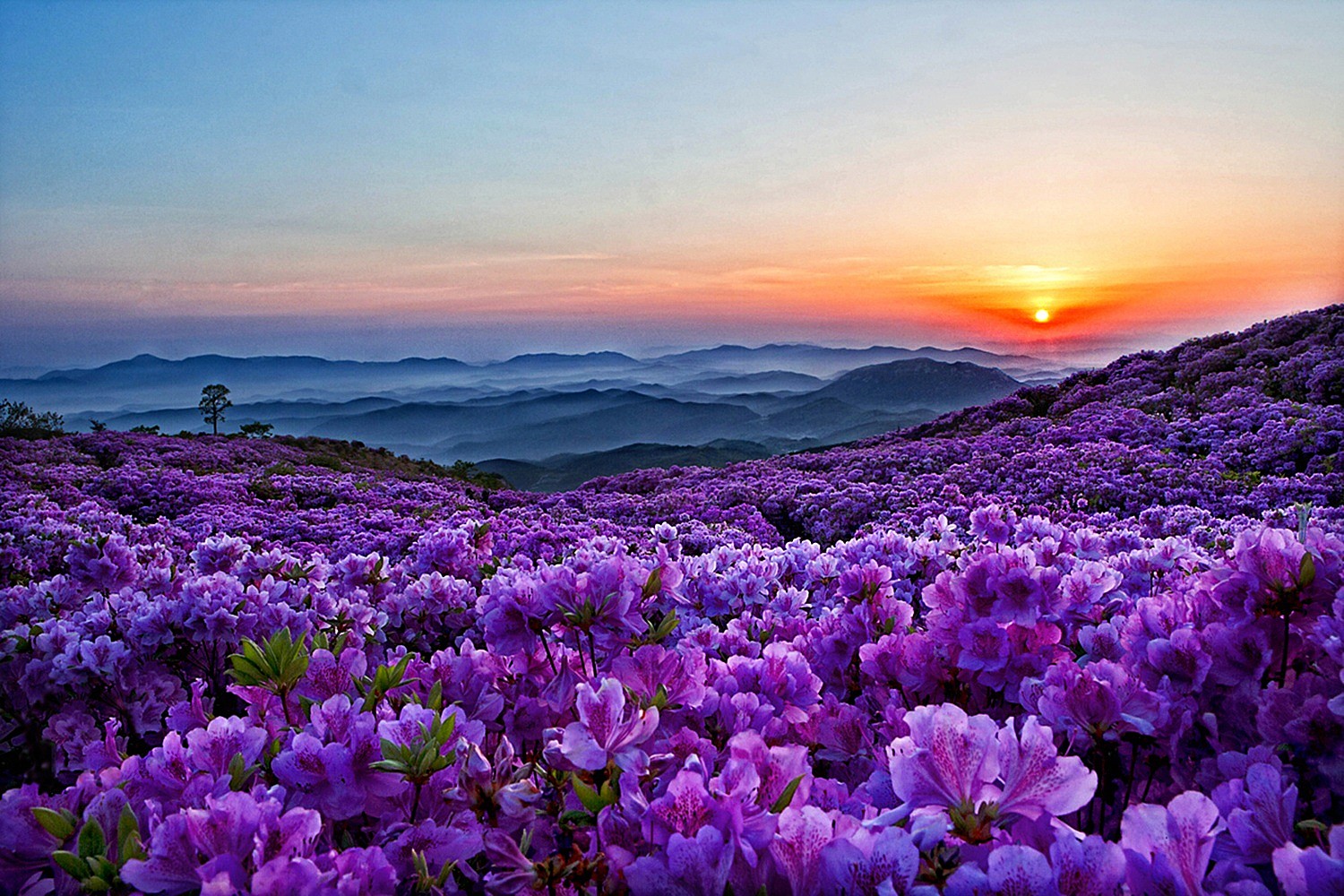 Скачать картинку Гора, Цветок, Весна, Фиолетовый Цветок, Земля/природа, Флауэрсы в телефон бесплатно.