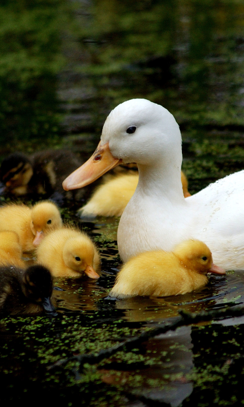 Handy-Wallpaper Tiere, Vögel, Ente kostenlos herunterladen.