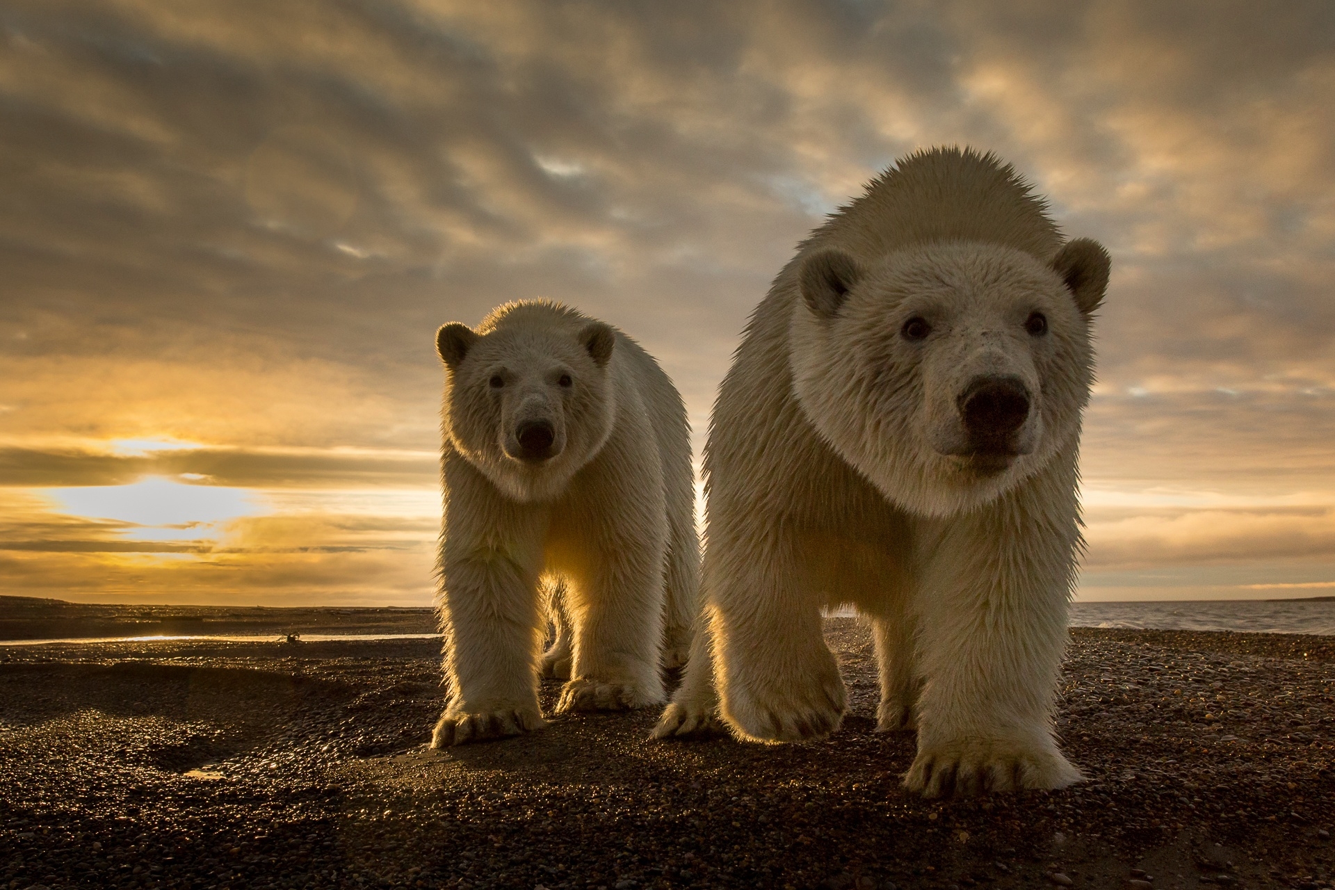 372642 завантажити шпалери тварина, полярний ведмідь, ведмідь, захід сонця, ведмеді - заставки і картинки безкоштовно