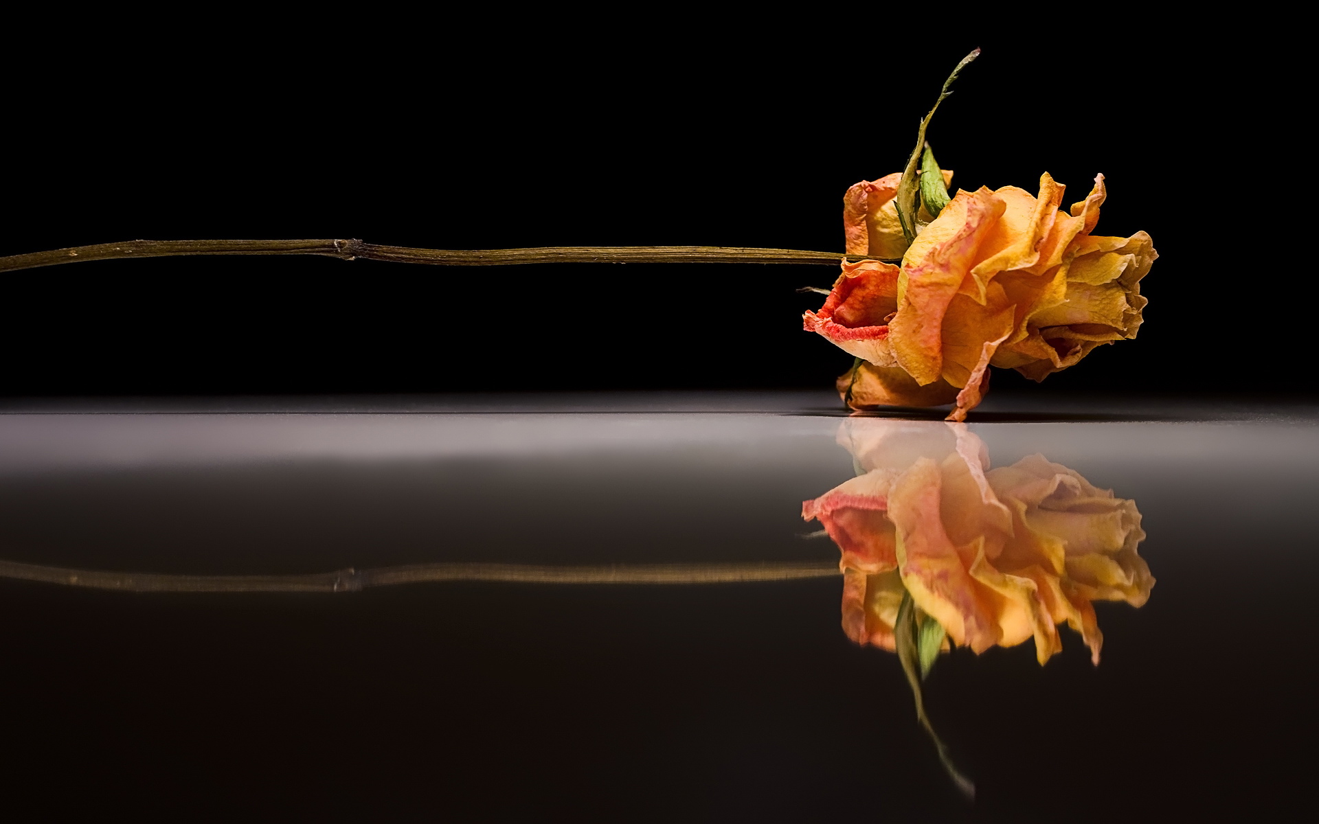 Download mobile wallpaper Flowers, Flower, Rose, Earth, Reflection for free.