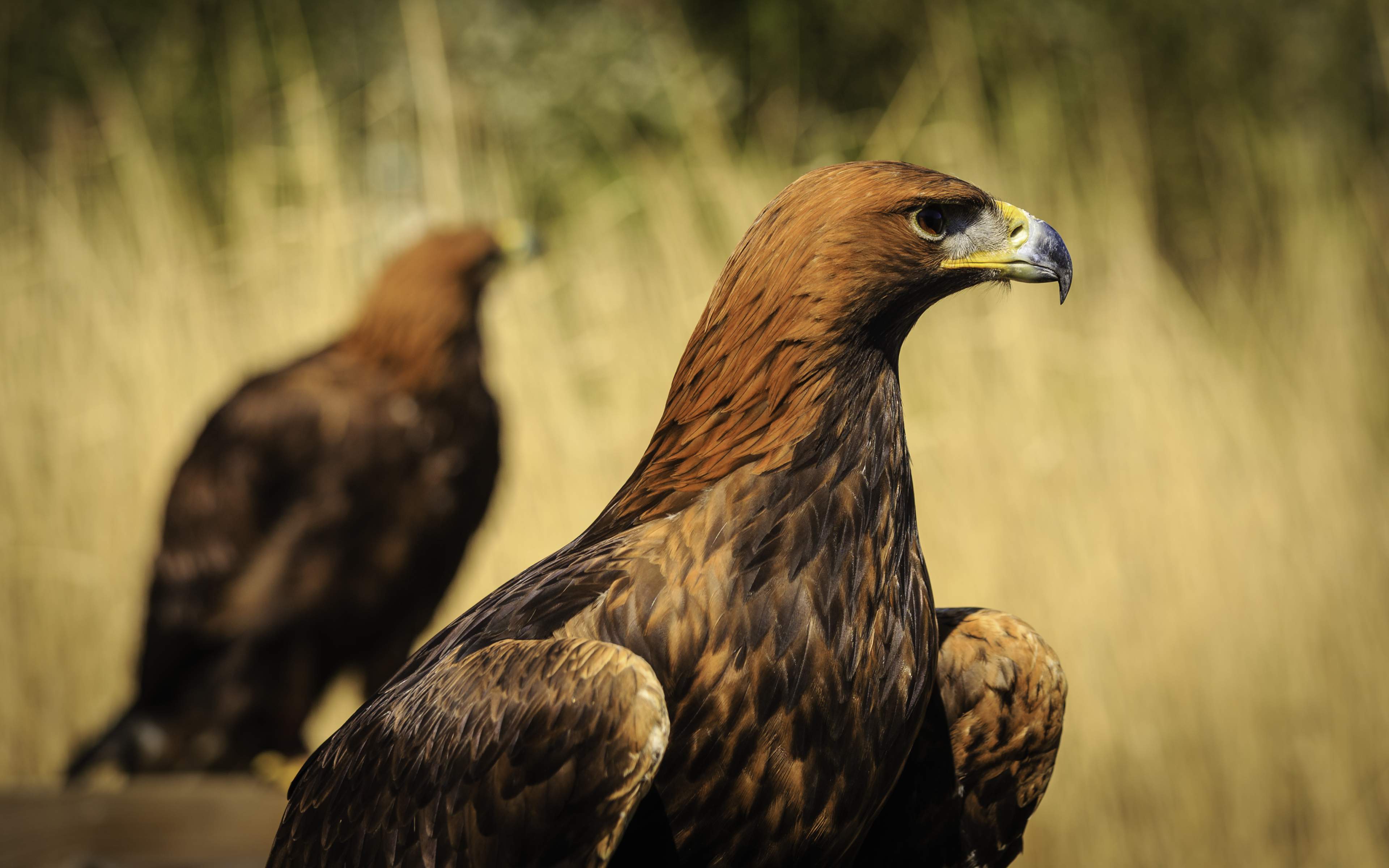 Free download wallpaper Animal, Eagle, Golden Eagle on your PC desktop