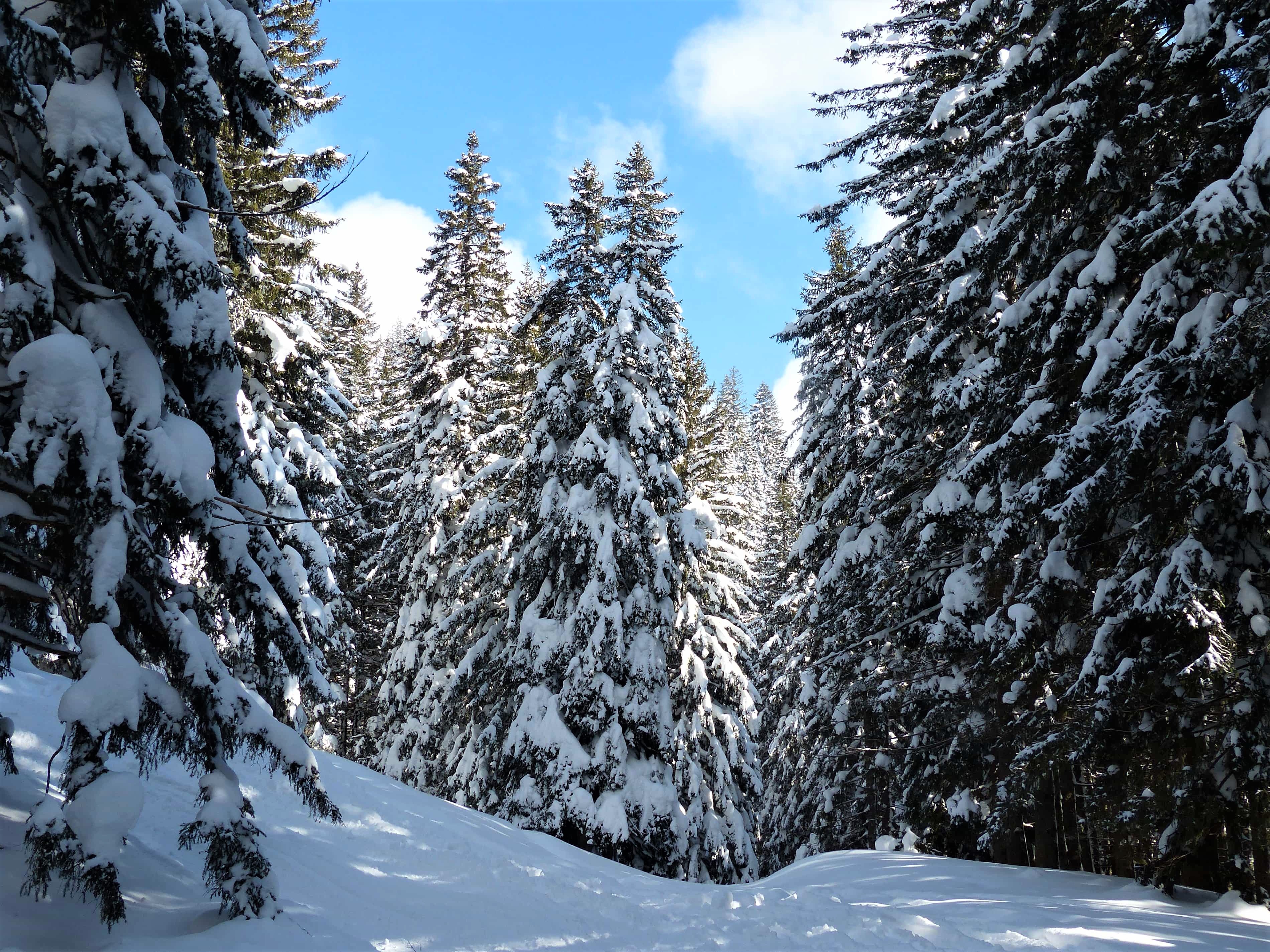 PCデスクトップに冬, 雪, 森, 地球, パイン画像を無料でダウンロード