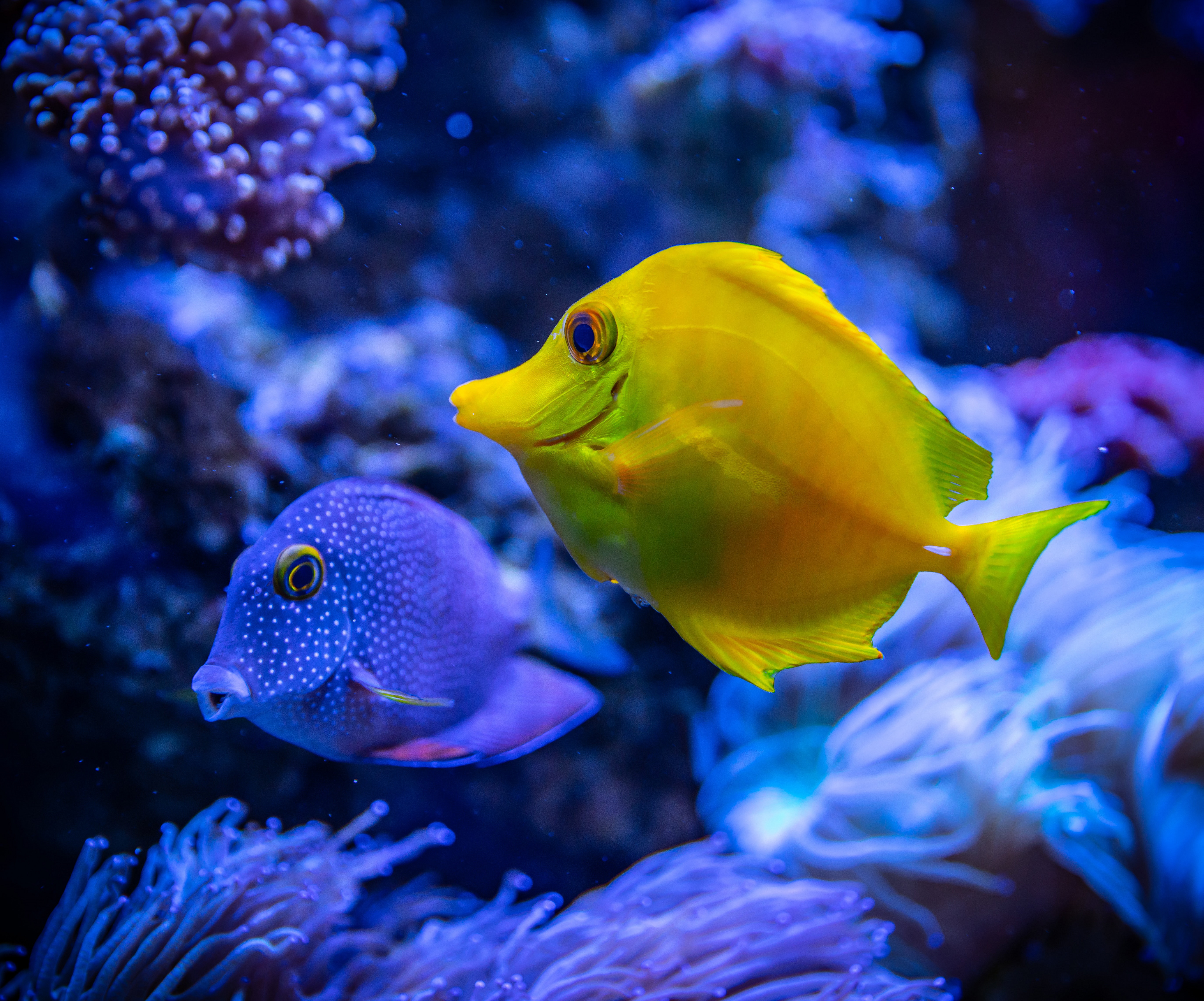 Laden Sie das Tiere, Fische, Fisch, Unterwasser, Meer-Bild kostenlos auf Ihren PC-Desktop herunter