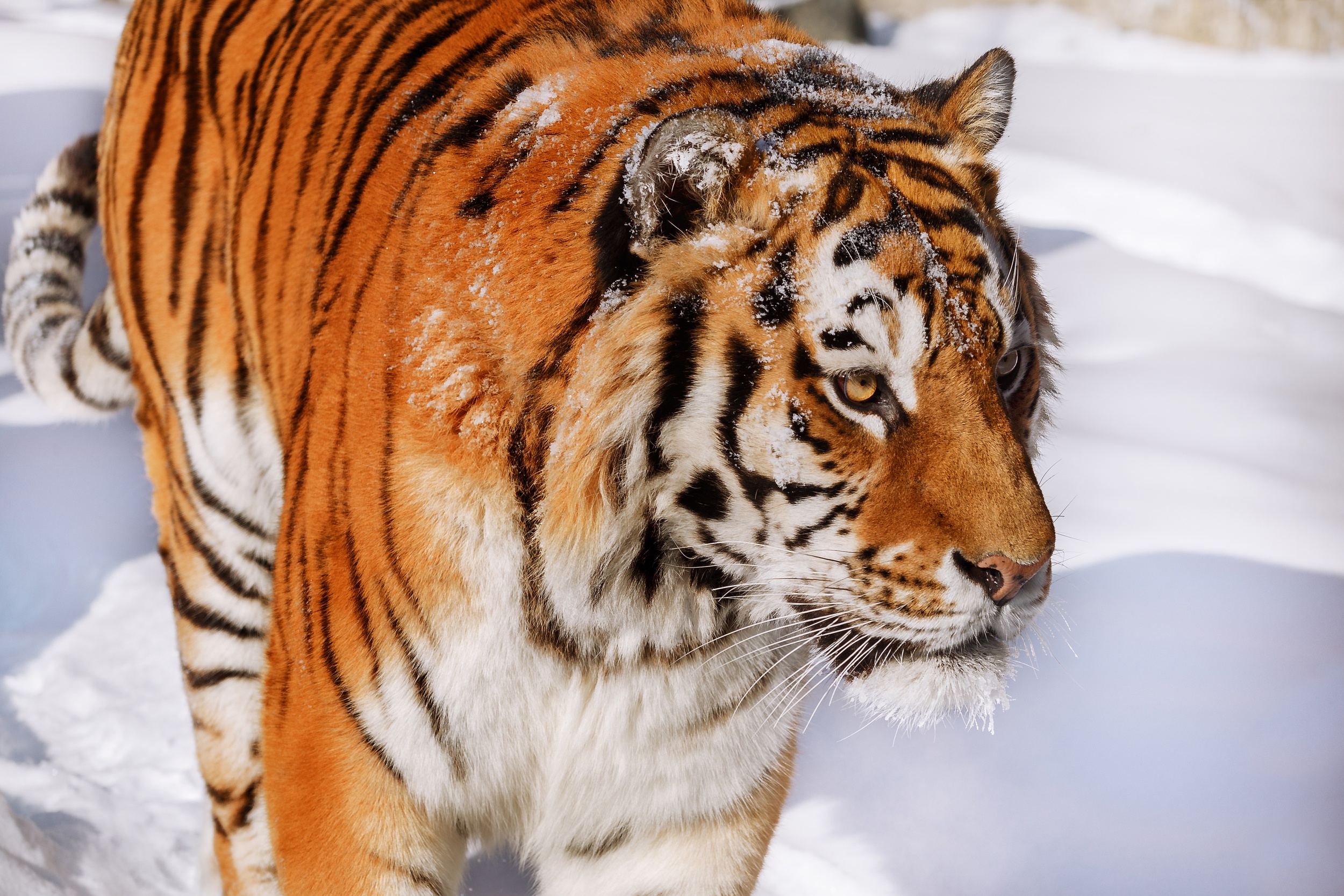 Download mobile wallpaper Cats, Snow, Tiger, Animal for free.