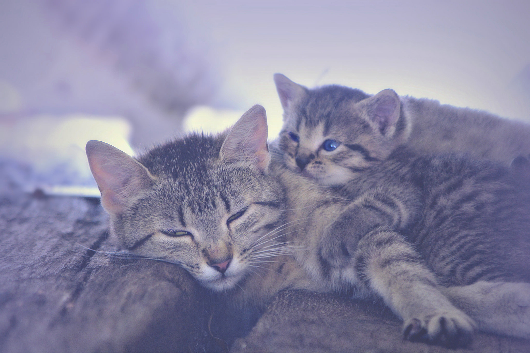 無料モバイル壁紙動物, ネコ, 猫, 子猫, 赤ちゃん動物をダウンロードします。