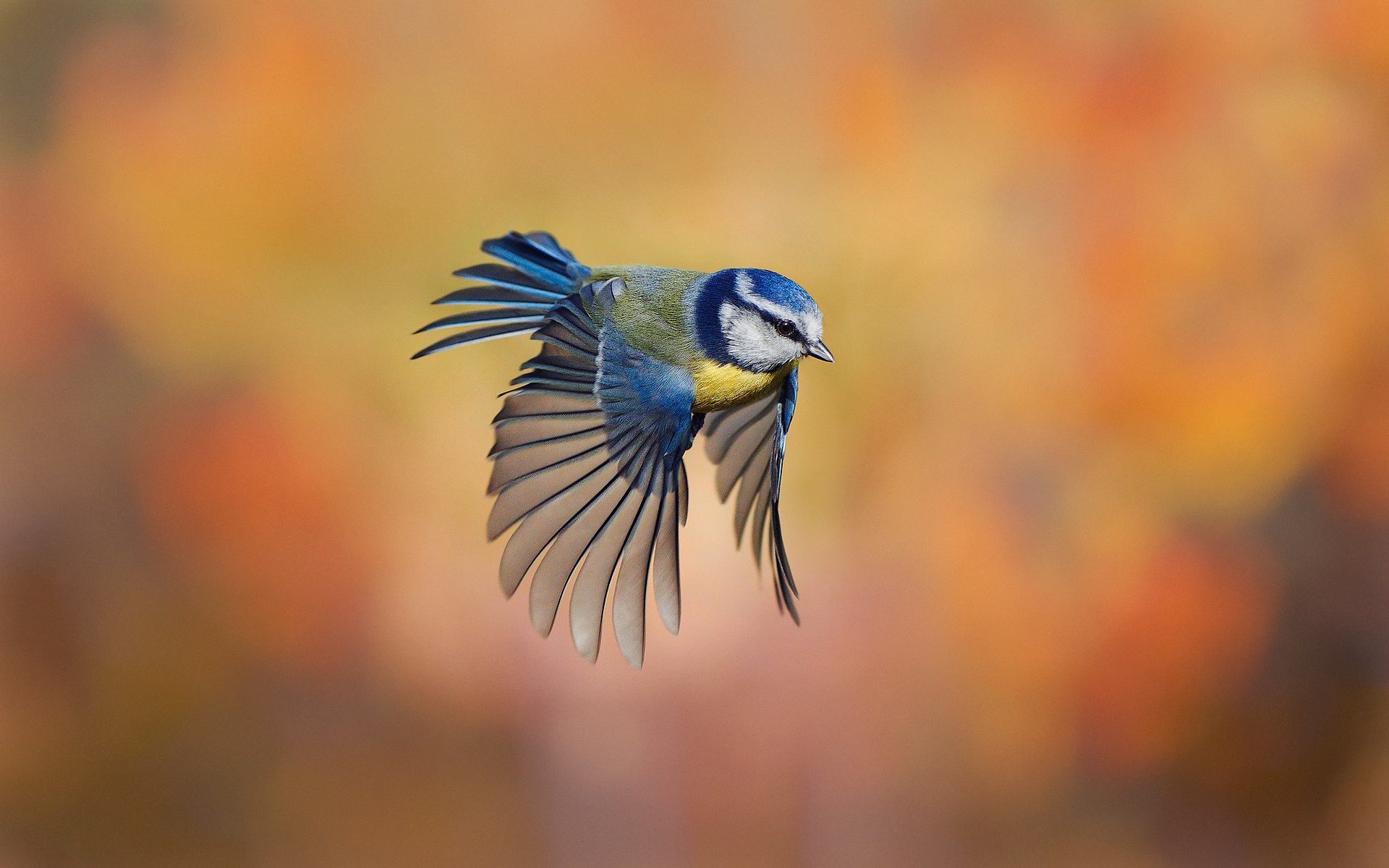 393669 скачать картинку животные, синица, птицы, синяя птица - обои и заставки бесплатно