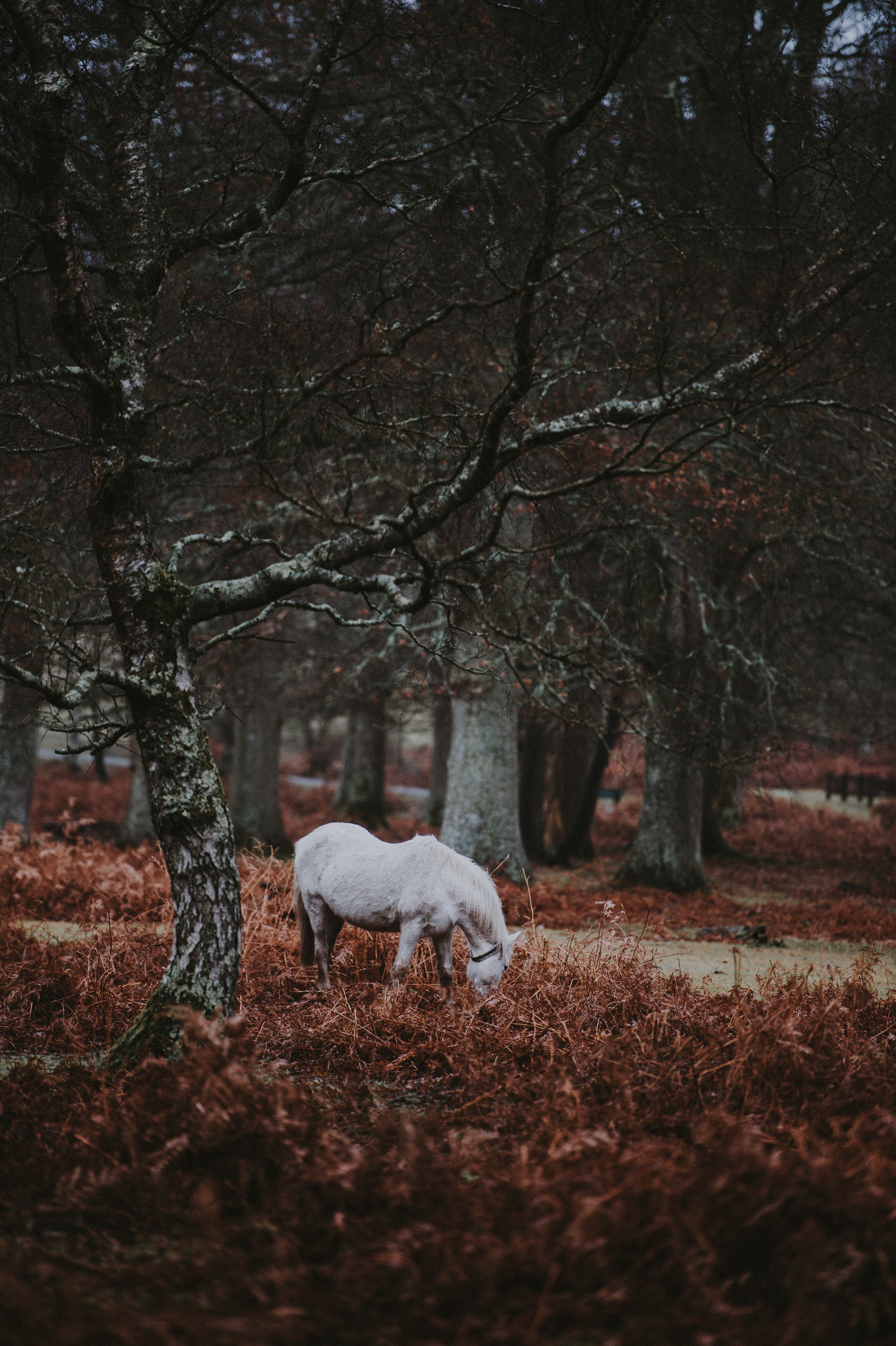 Download mobile wallpaper Pony, Forest, Animals, Stroll, Trees, Grass for free.