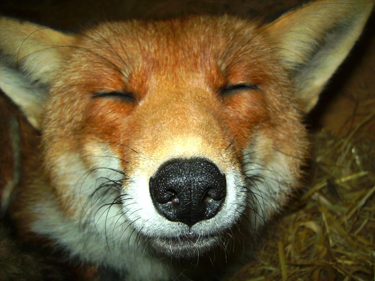 PCデスクトップに動物, 狐画像を無料でダウンロード