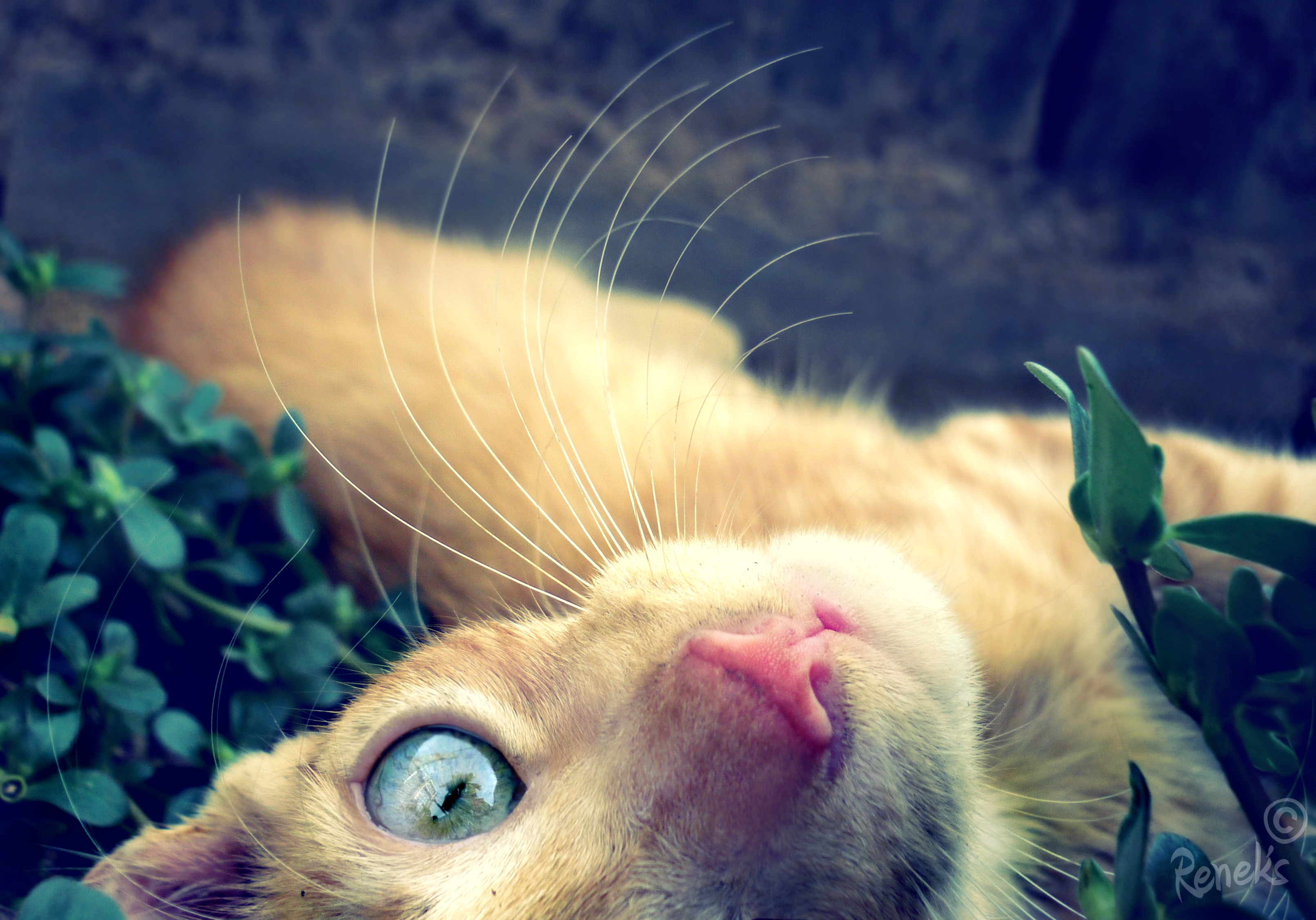 Download mobile wallpaper Muzzle, Redhead, Animals, Cat, Eyes for free.