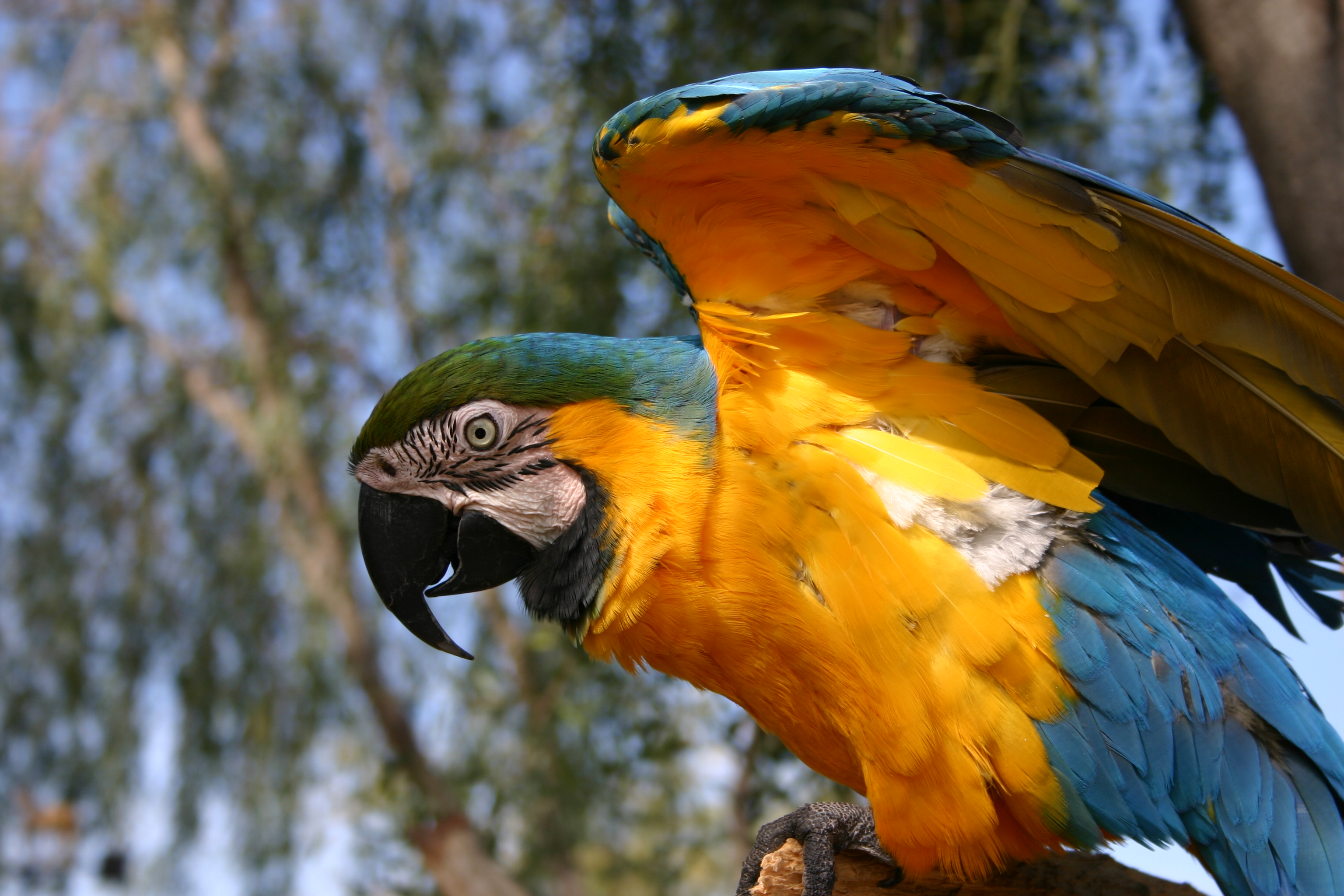 179516 скачать обои животные, сине желтый ара, птицы - заставки и картинки бесплатно