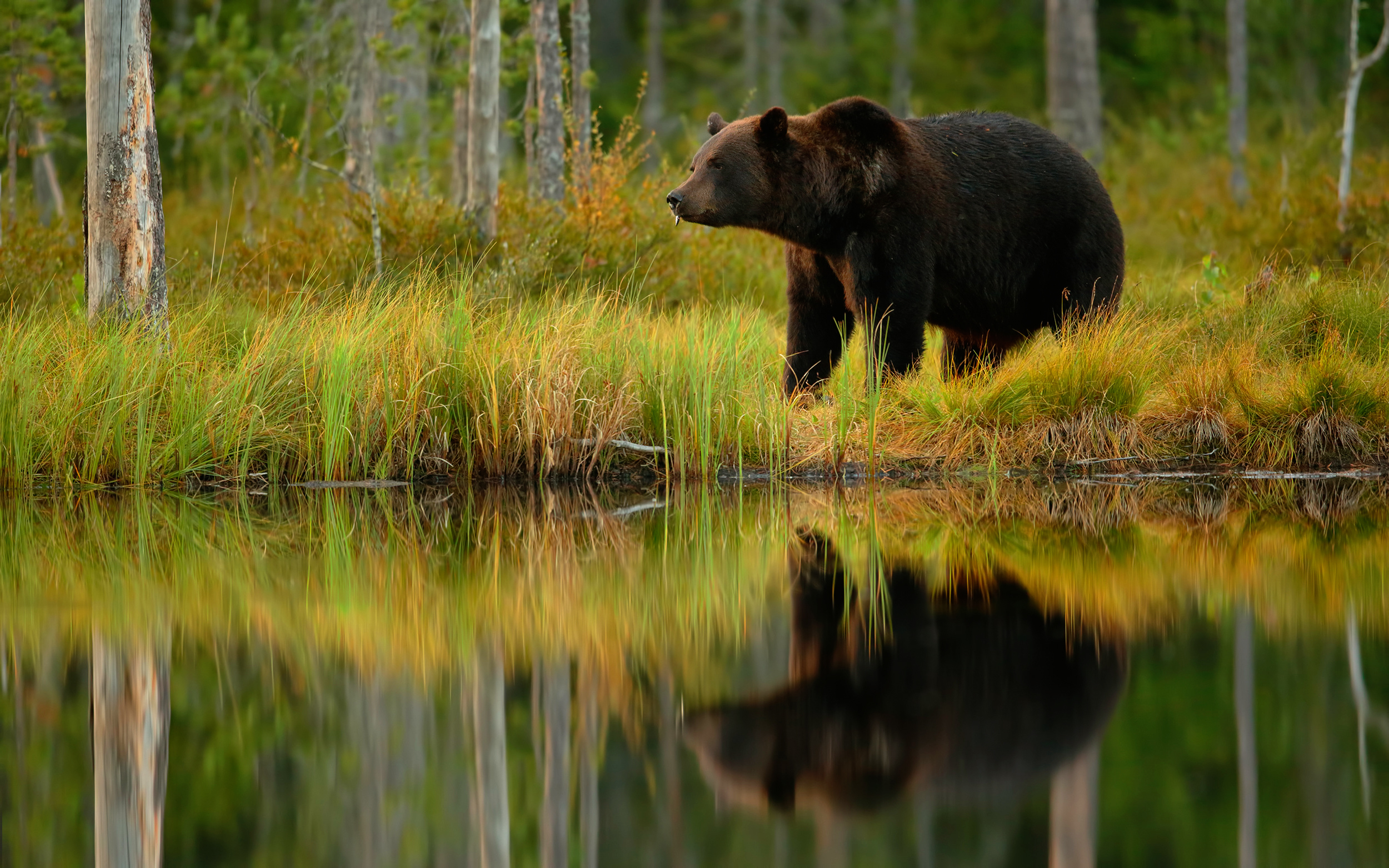 Laden Sie das Tiere, Bären, Bär, Spiegelung-Bild kostenlos auf Ihren PC-Desktop herunter