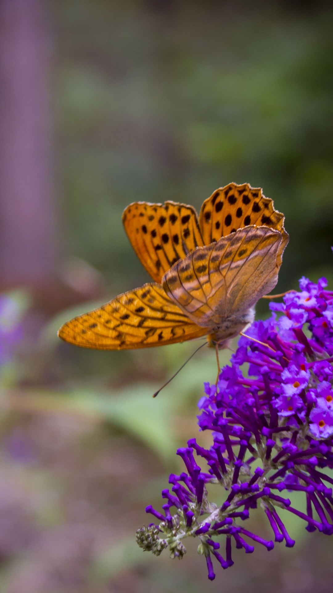 Téléchargez des papiers peints mobile Animaux, Fleur, Insecte, Papillon, Fleur Mauve, Profondeur De Champ gratuitement.