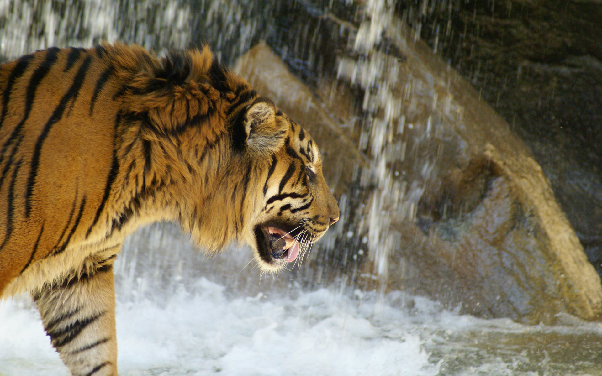 Free download wallpaper Cats, Tiger, Animal on your PC desktop