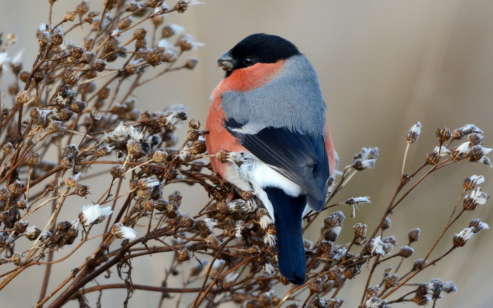 Free download wallpaper Birds, Bird, Animal on your PC desktop