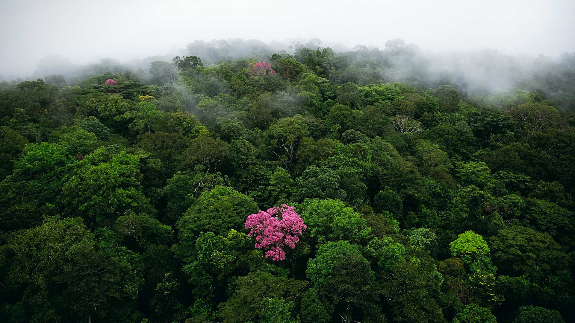 Laden Sie das Natur, Wald, Nebel, Erde/natur-Bild kostenlos auf Ihren PC-Desktop herunter