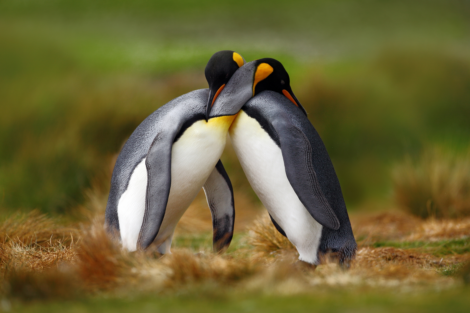 Baixe gratuitamente a imagem Animais, Aves, Pinguim na área de trabalho do seu PC