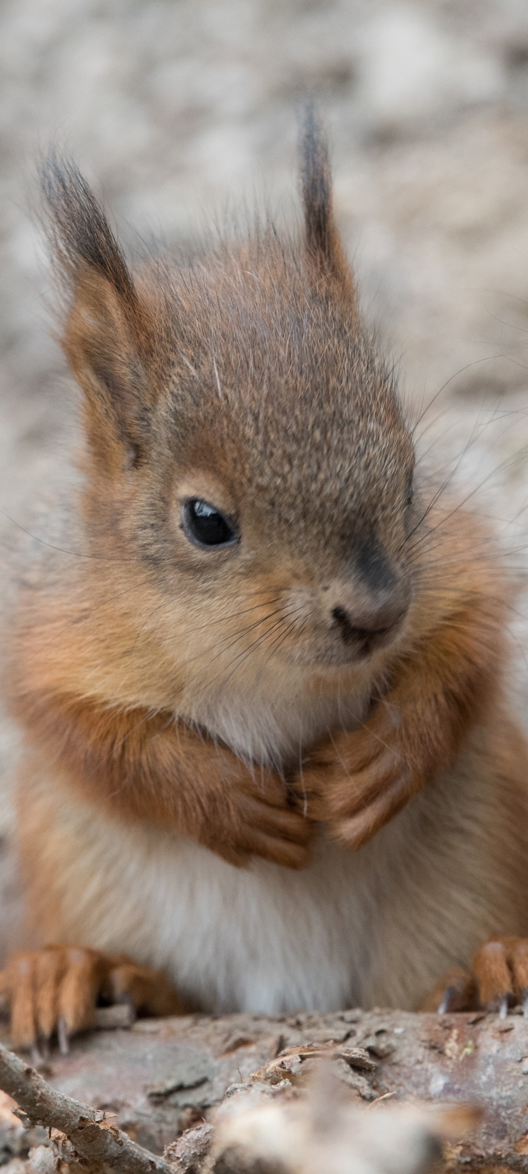 Download mobile wallpaper Squirrel, Animal, Rodent for free.