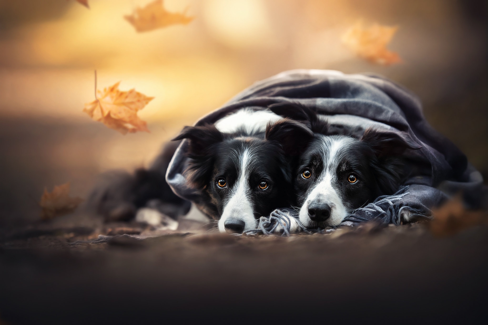 Handy-Wallpaper Tiere, Hunde, Hund, Border Collie kostenlos herunterladen.