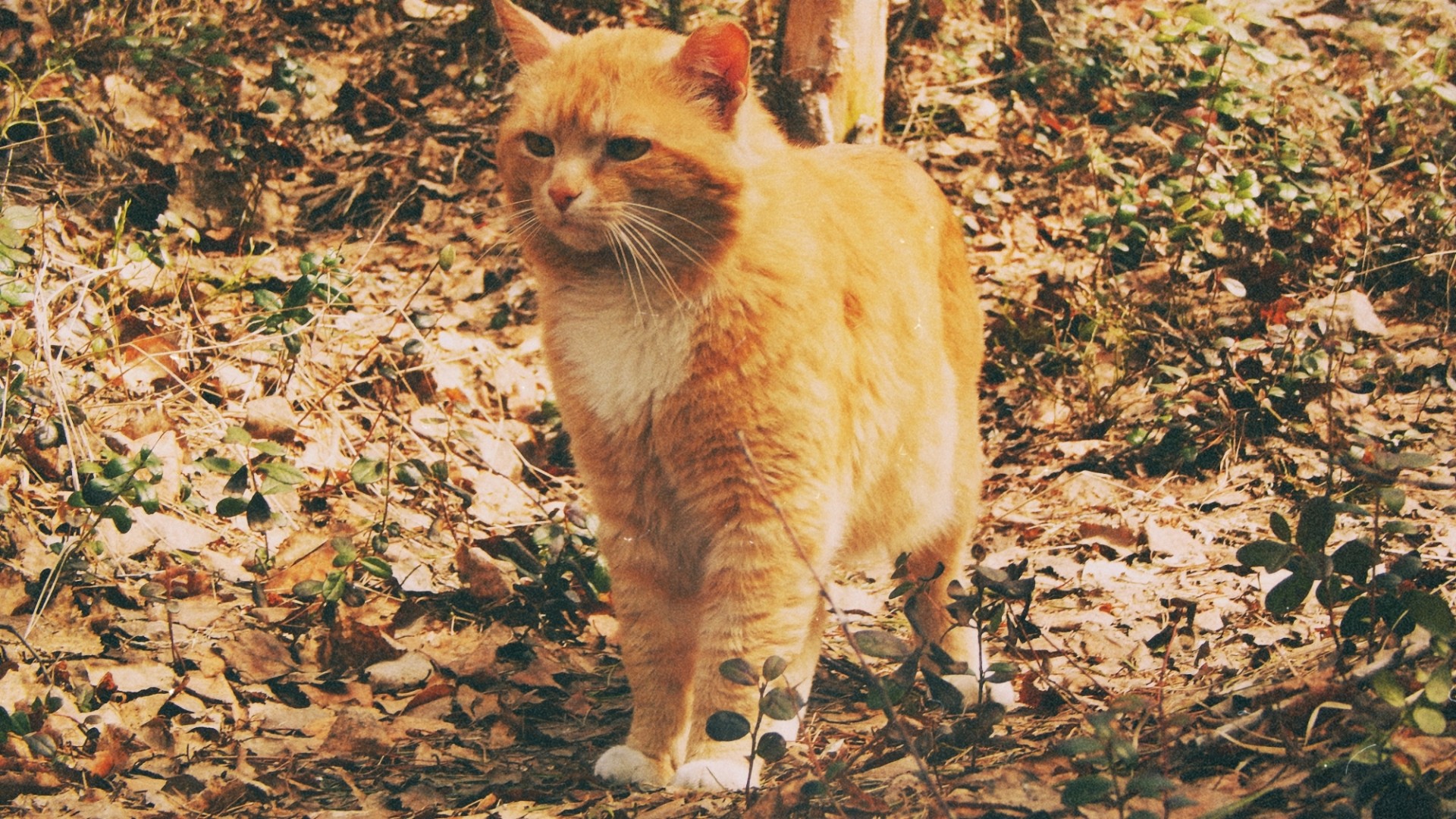 Baixar papel de parede para celular de Animais, Gatos, Gato gratuito.