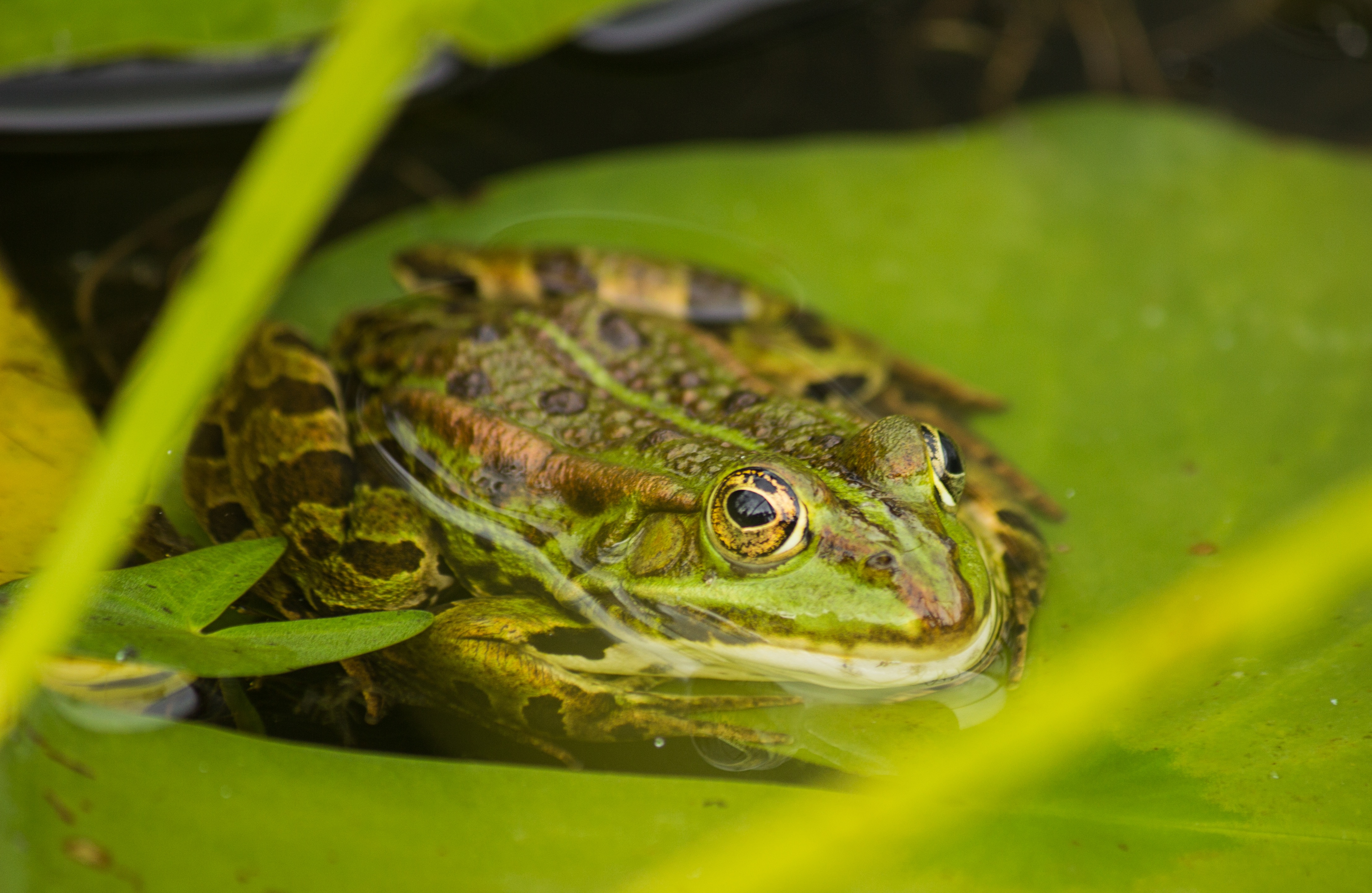 Download mobile wallpaper Water, Frogs, Leaf, Animal, Frog, Amphibian for free.