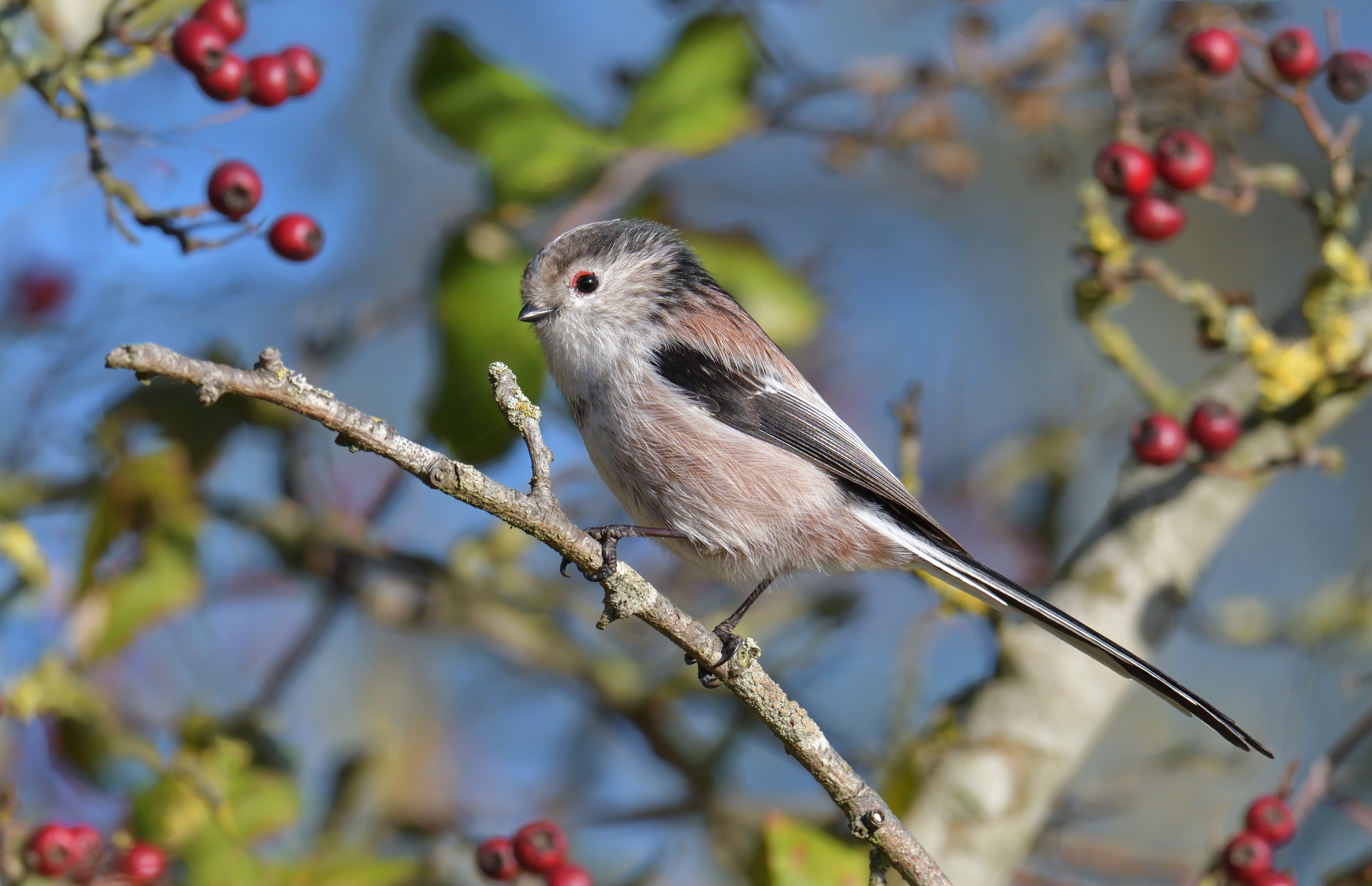 Download mobile wallpaper Birds, Bird, Berry, Animal, Titmouse, Passerine for free.