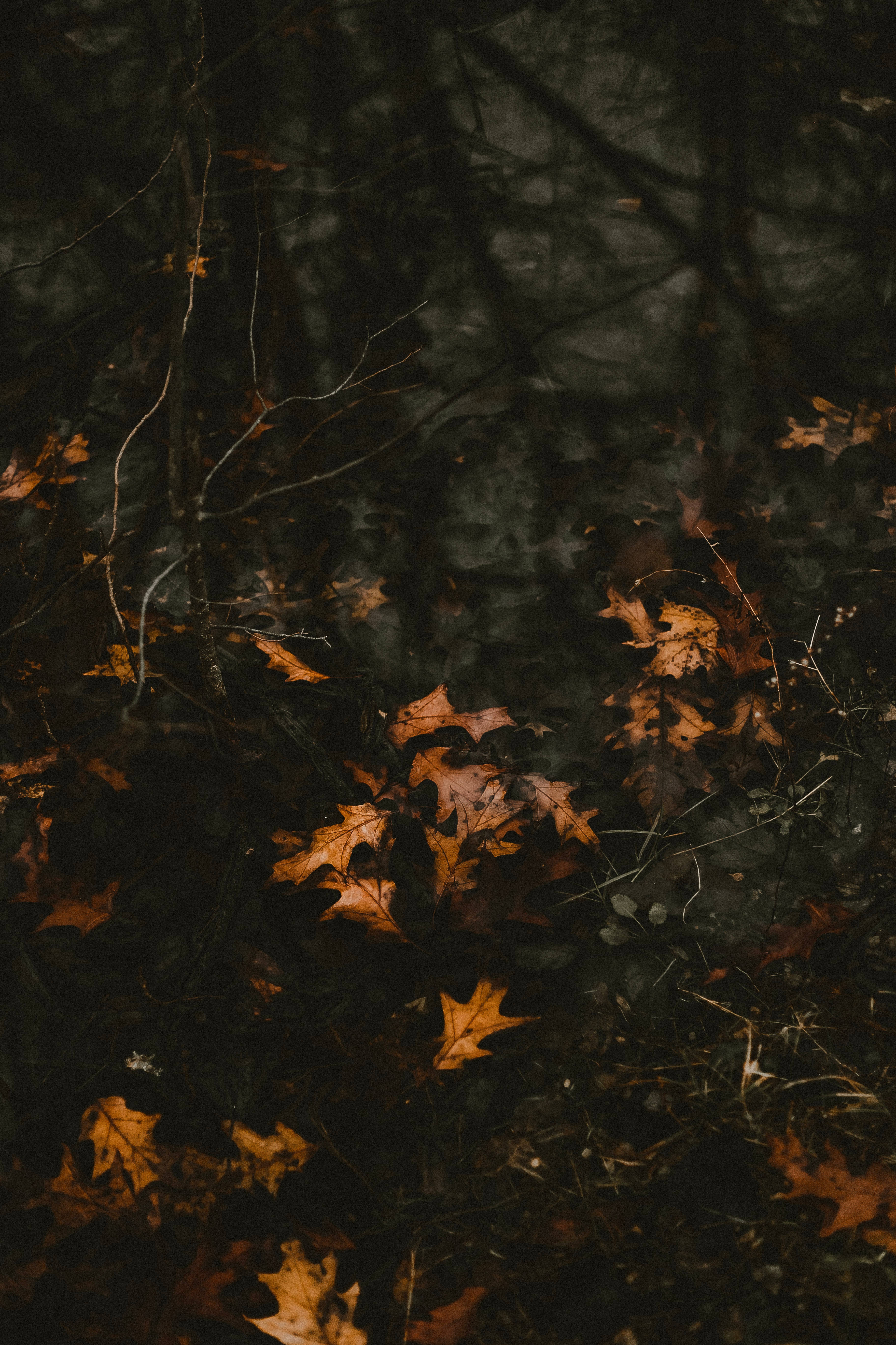 無料モバイル壁紙水, 葉, 堕ちた, 落ちて, 自然, 秋をダウンロードします。