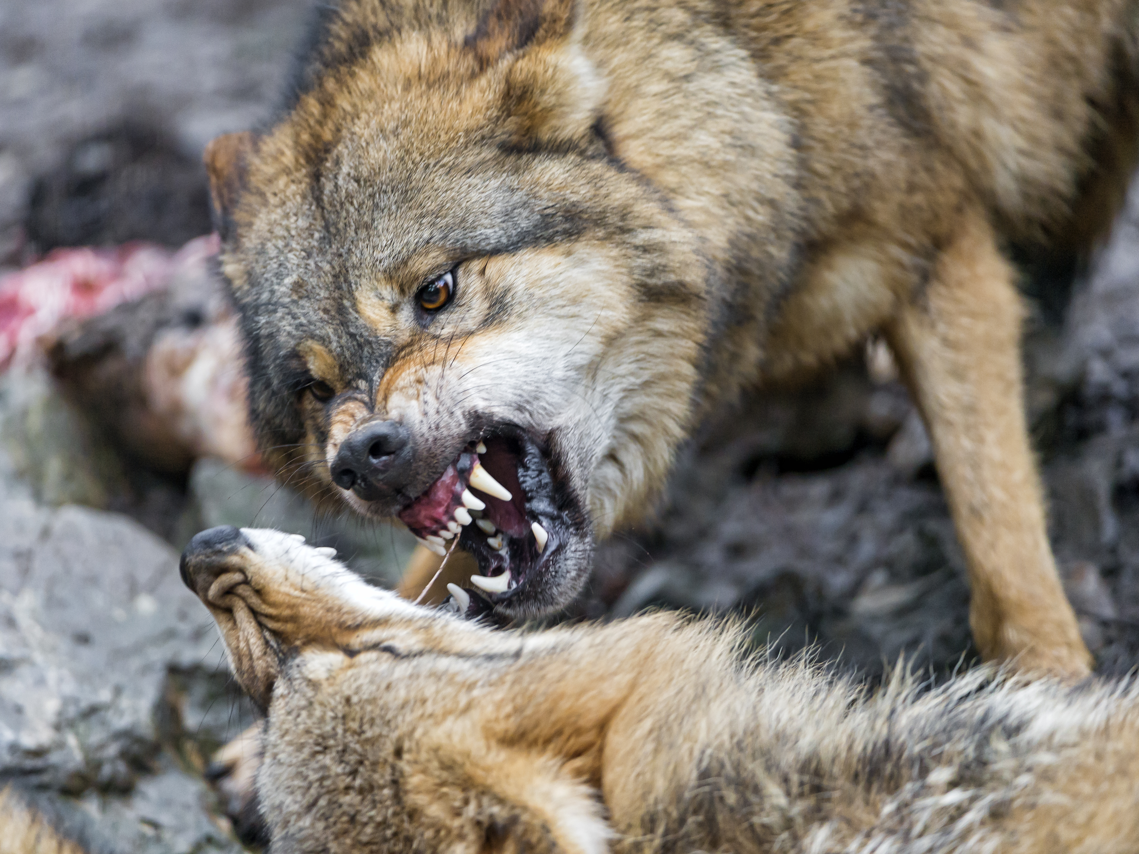 Free download wallpaper Wolf, Animal, Fight, Wolves on your PC desktop