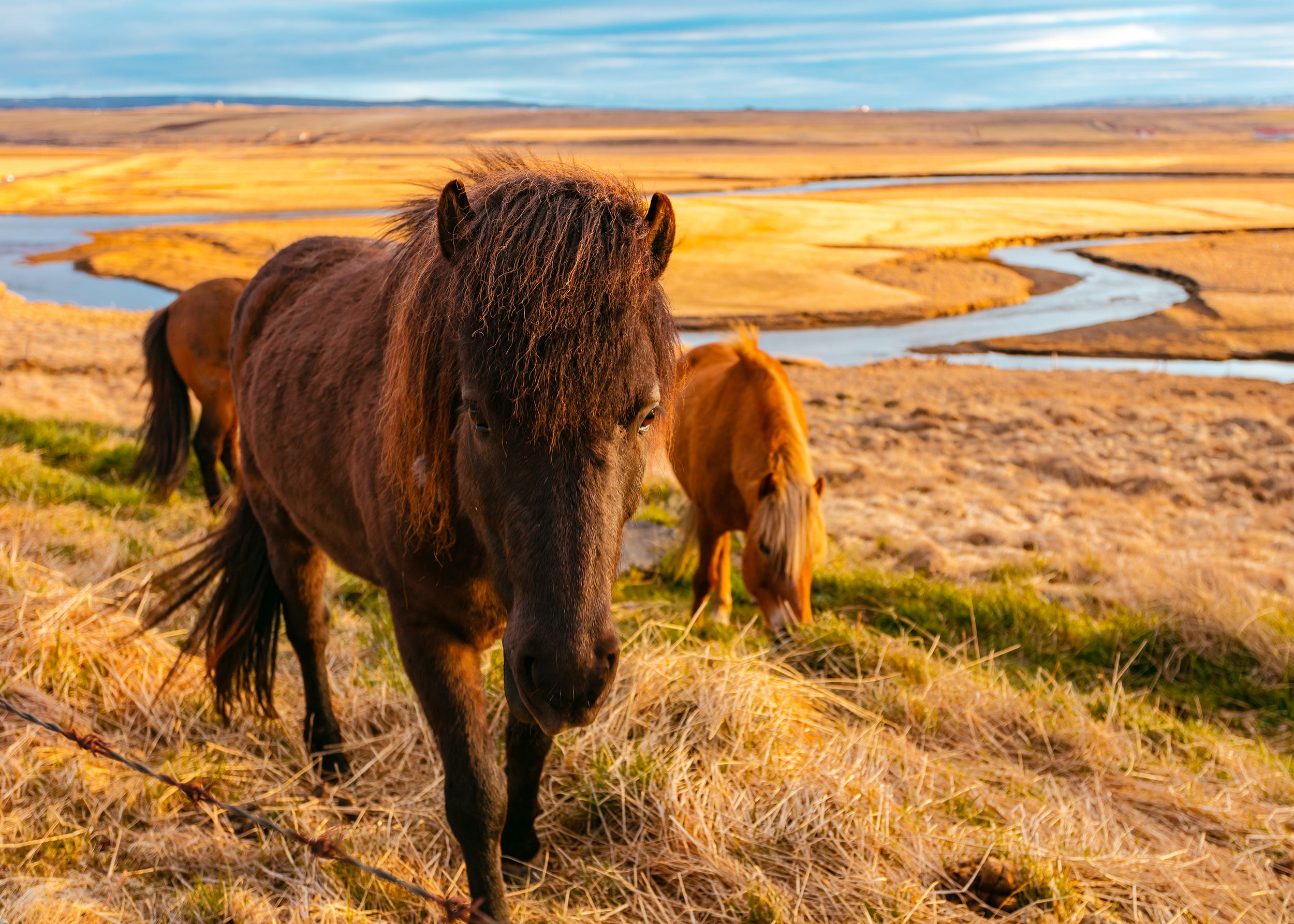 Free download wallpaper Landscape, Grass, Horizon, Animal, Horse on your PC desktop