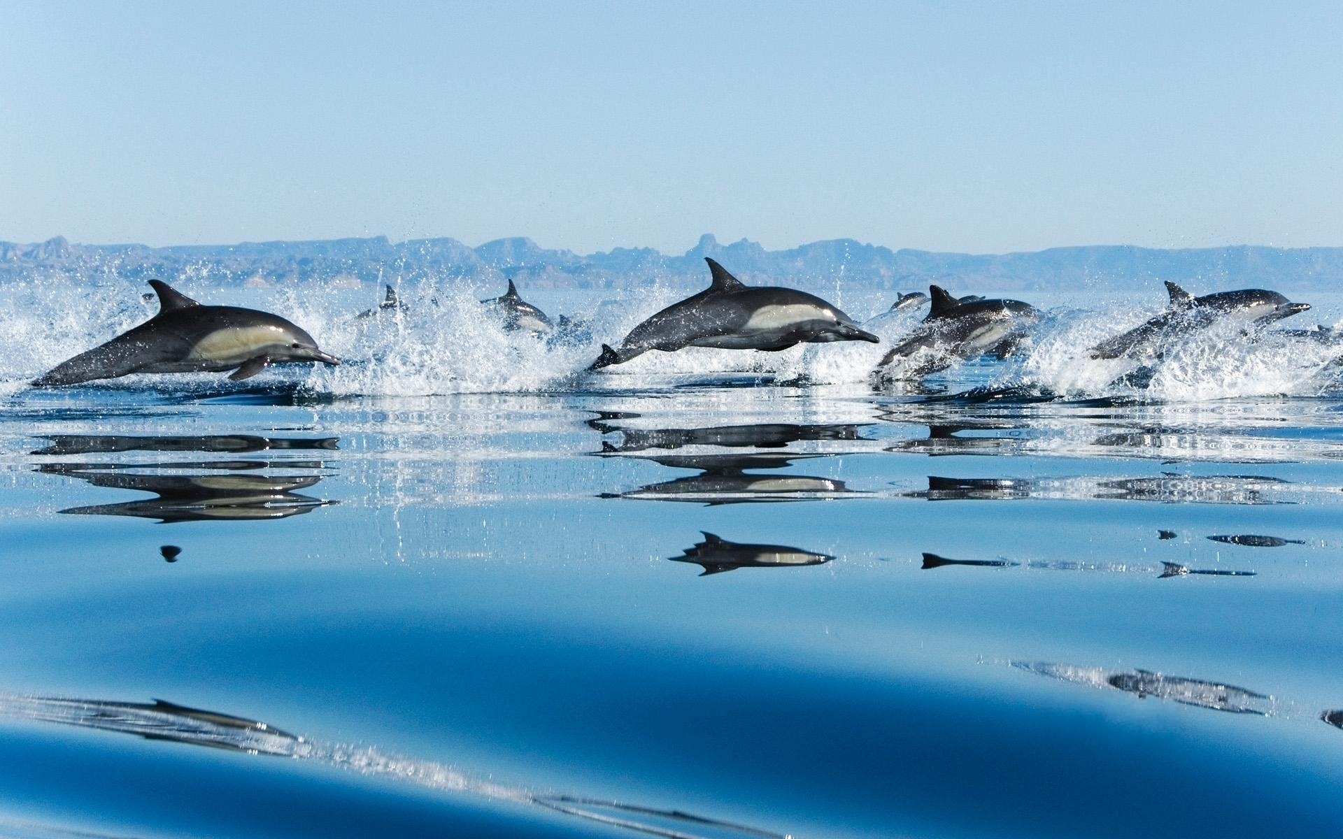 34983 descargar imagen animales, delfines, azul: fondos de pantalla y protectores de pantalla gratis