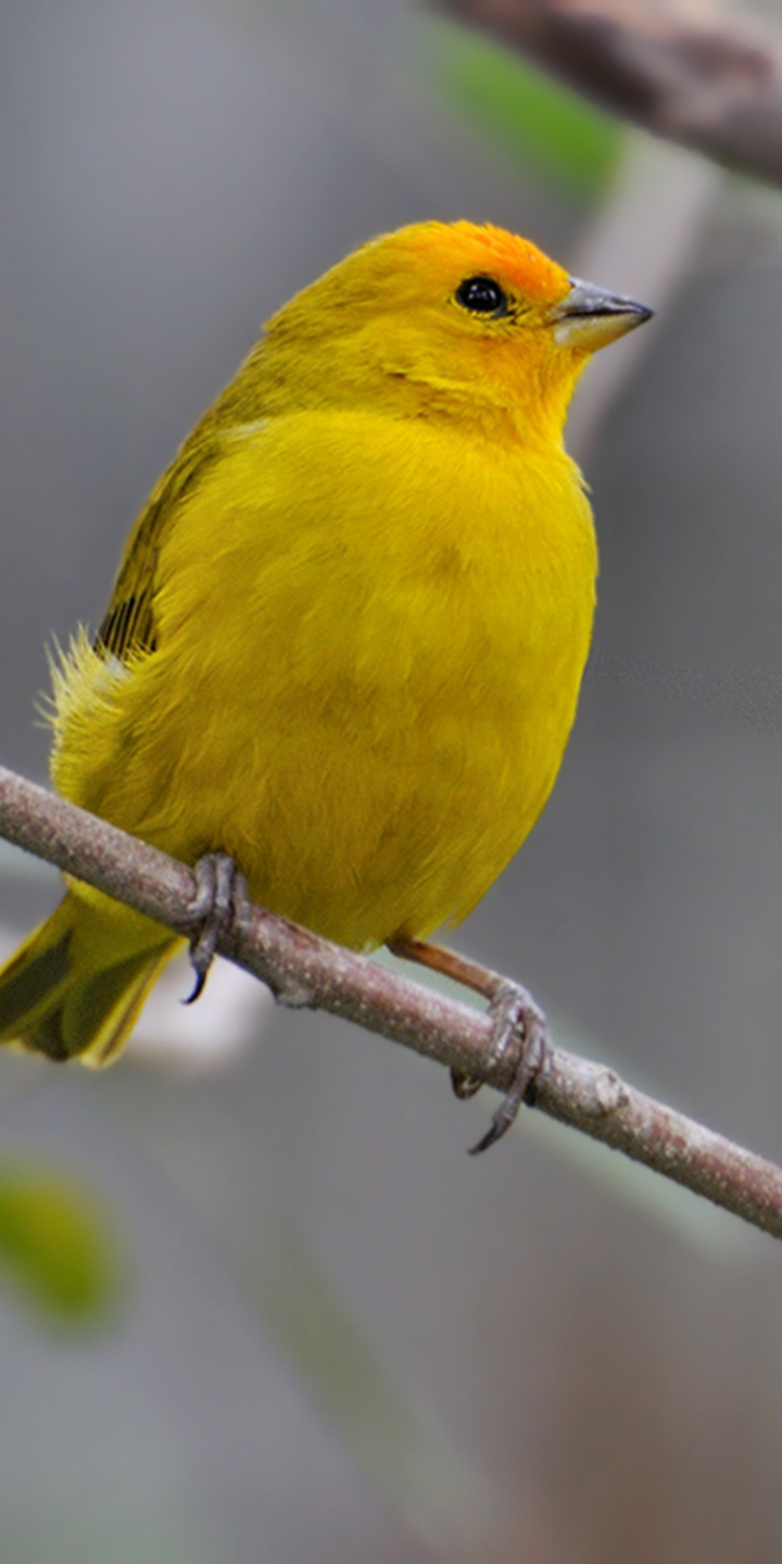 Descarga gratuita de fondo de pantalla para móvil de Animales, Rama, Aves, Ave.