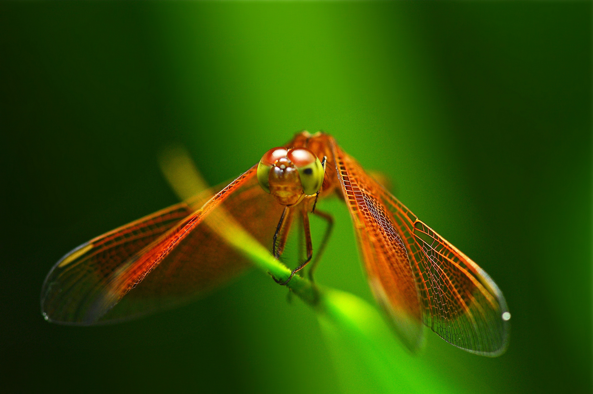 300077 descargar imagen animales, libélula, insectos: fondos de pantalla y protectores de pantalla gratis