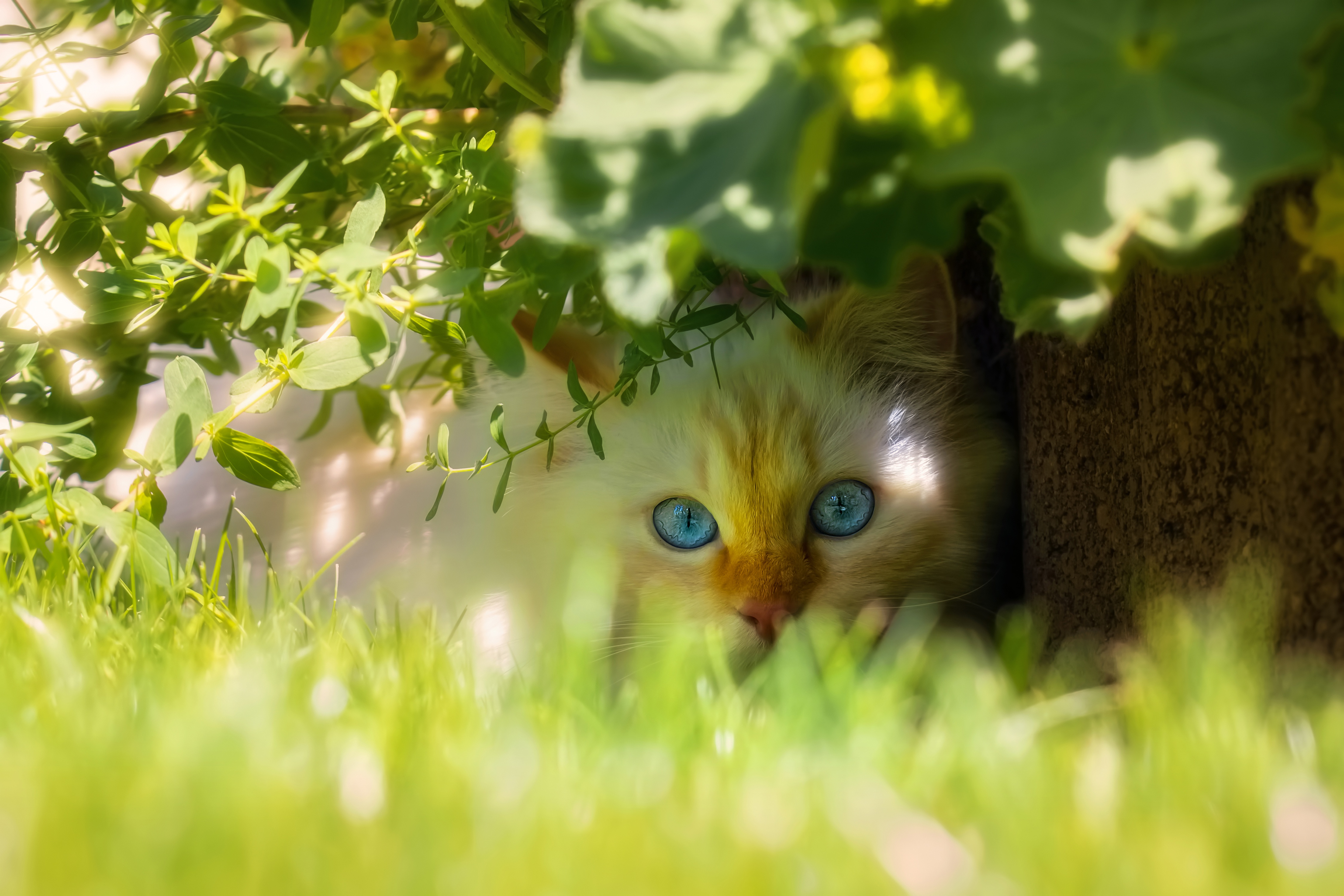 Handy-Wallpaper Katze, Katzen, Tiere kostenlos herunterladen.