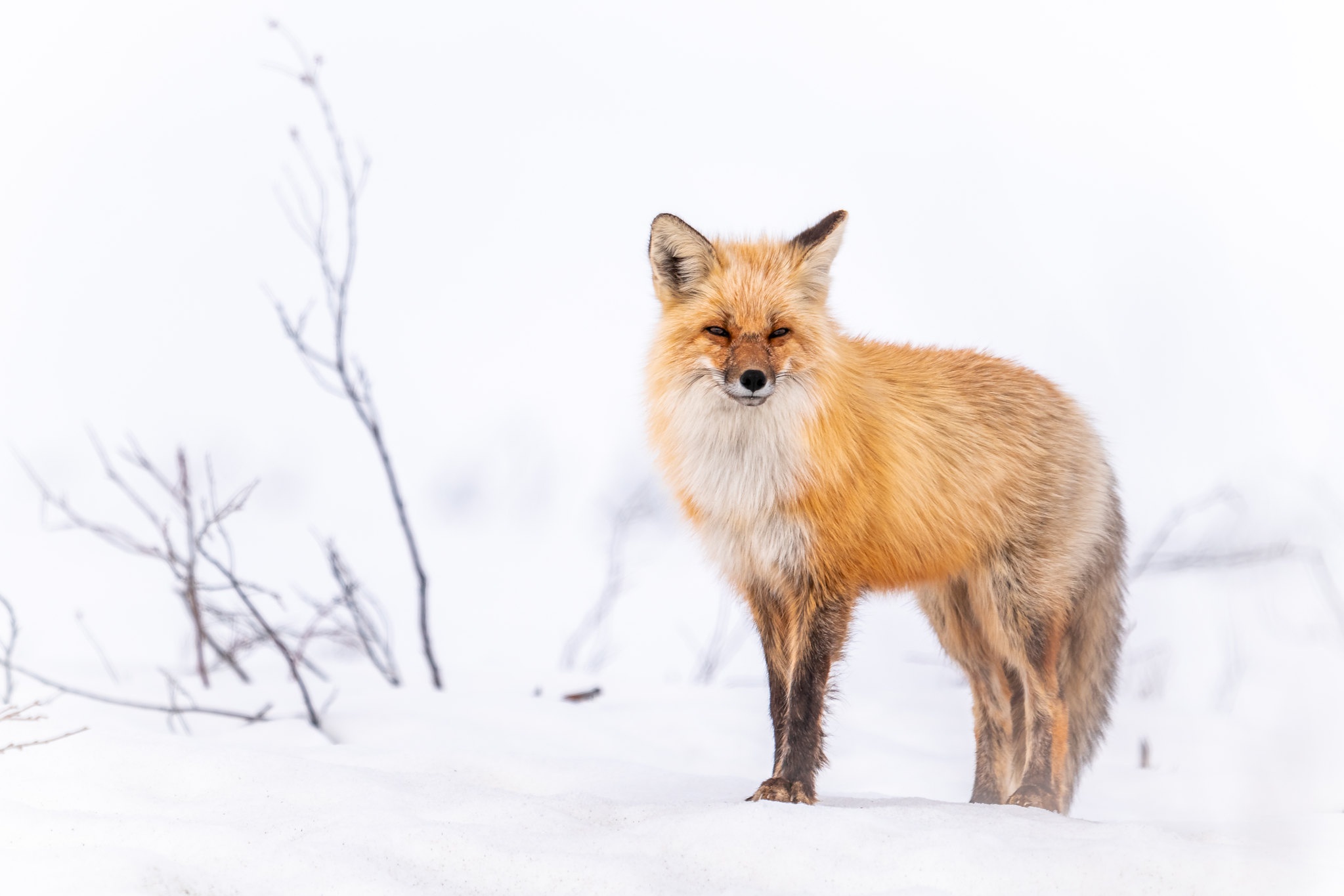 Download mobile wallpaper Winter, Snow, Fox, Animal for free.